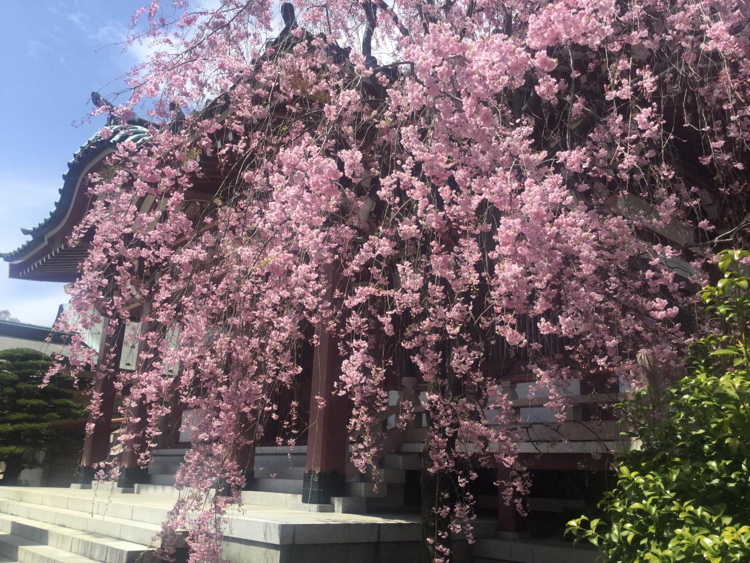 禅定院の枝垂れ桜が満開です 3
