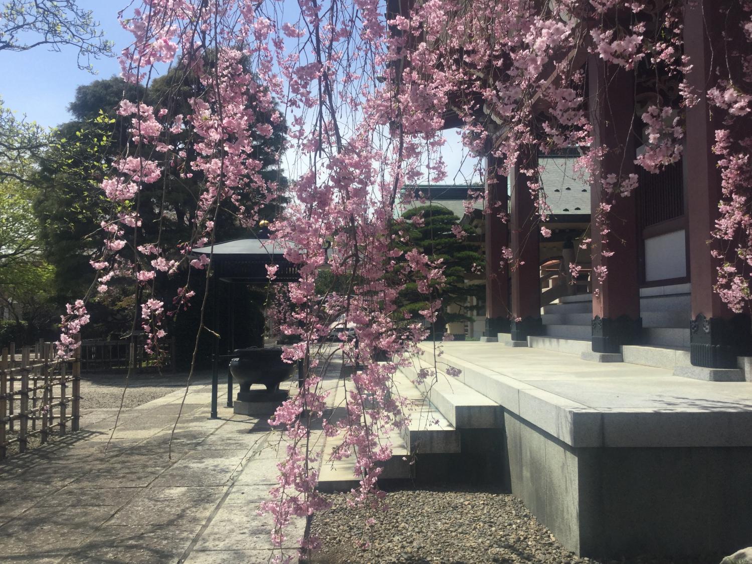 禅定院の枝垂れ桜が満開です 4