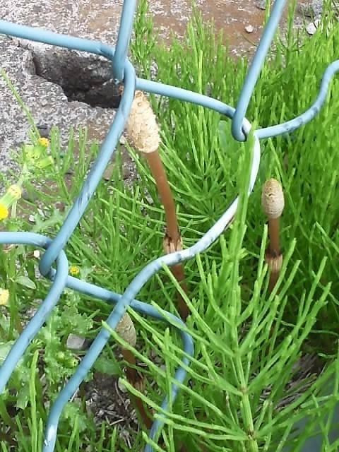 土筆 1
