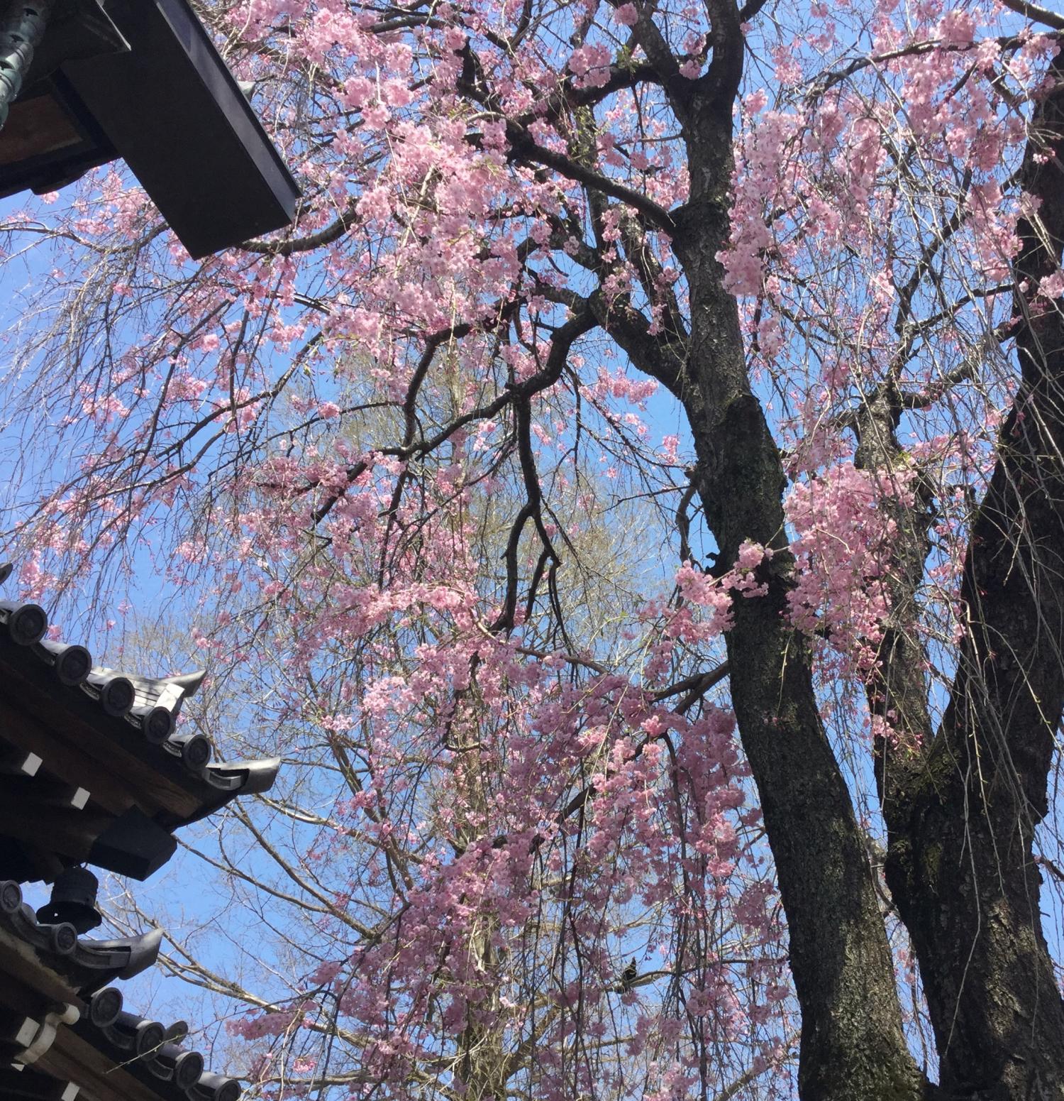 法融寺の枝垂れ桜 1