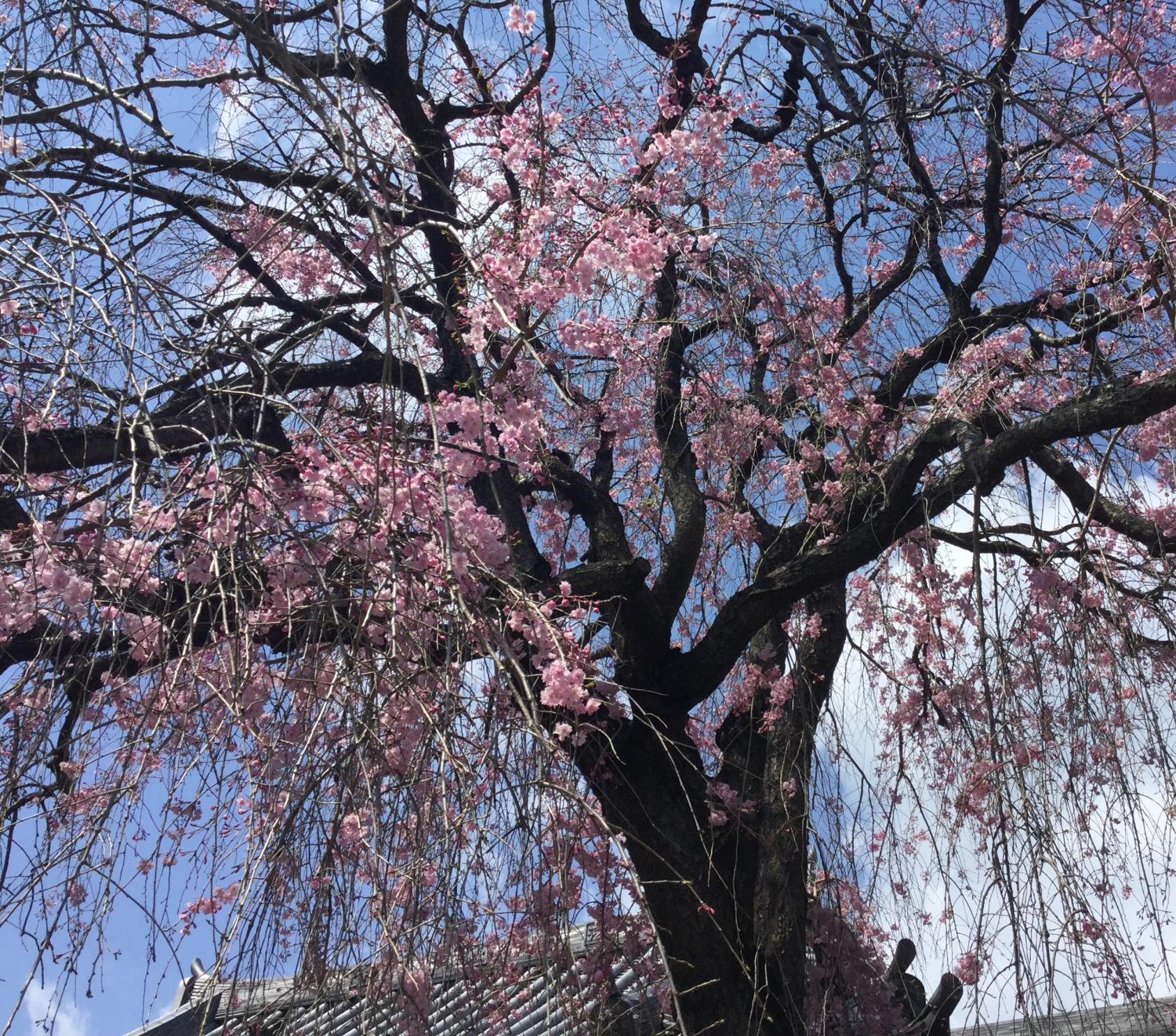 法融寺の枝垂れ桜 2