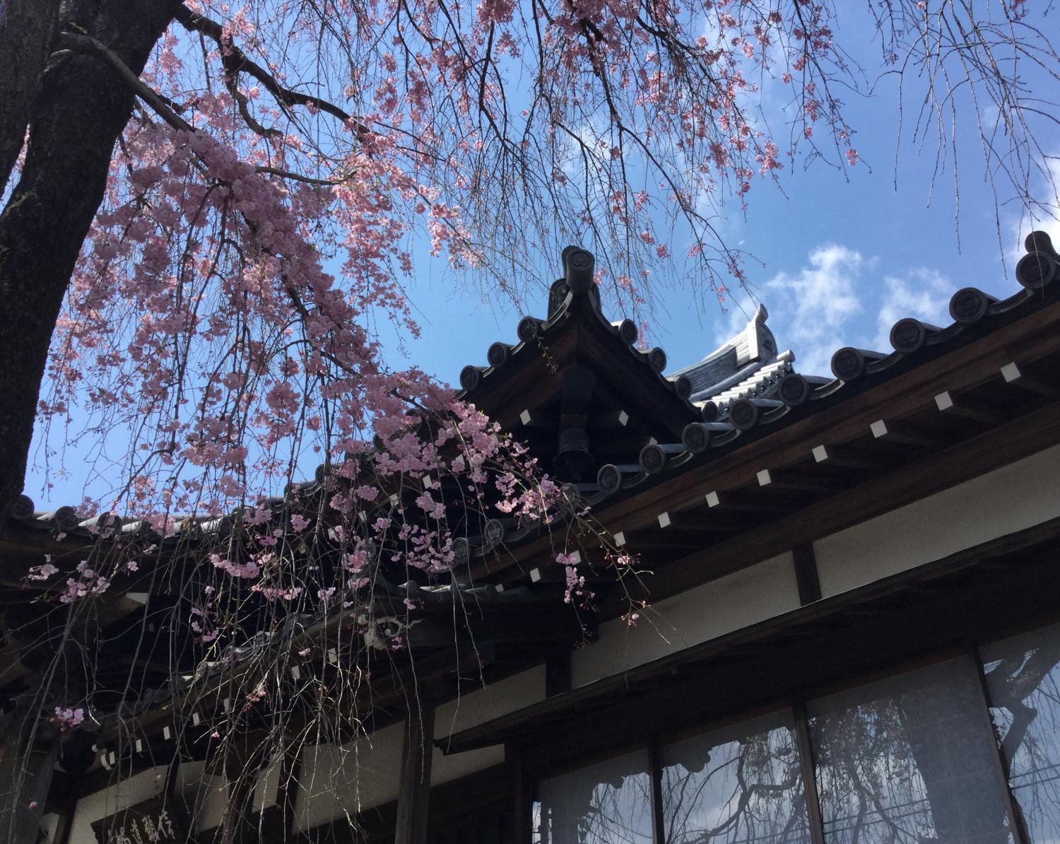 法融寺の枝垂れ桜 3