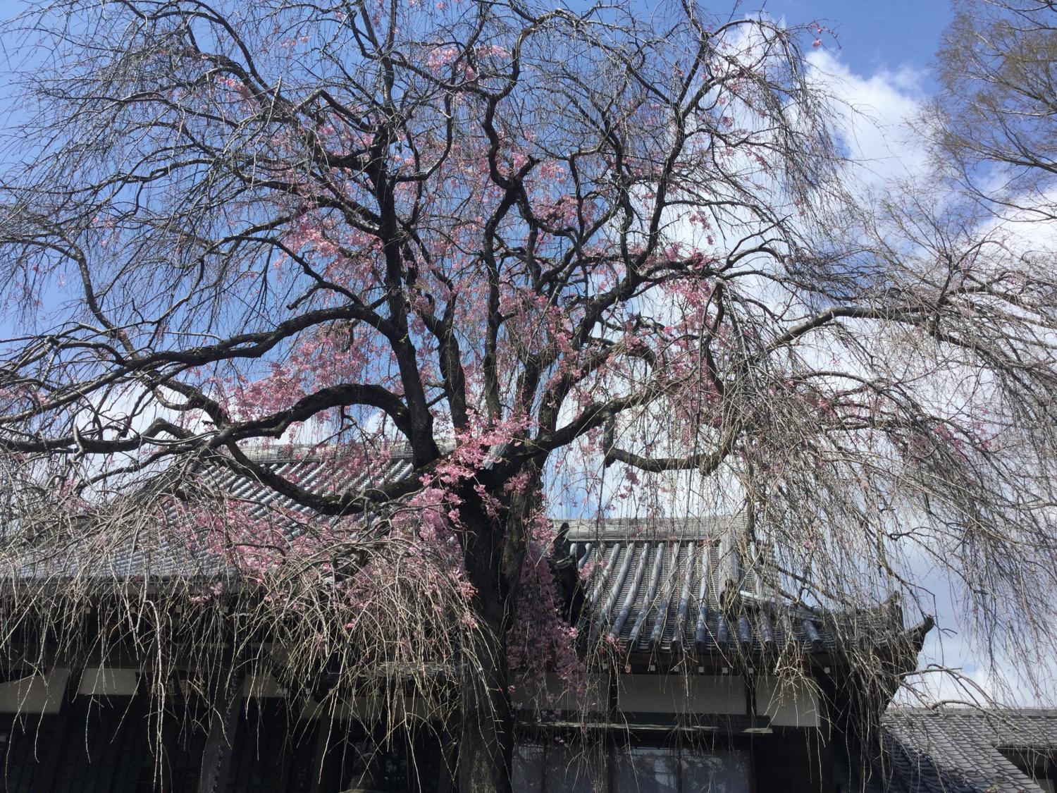 法融寺の枝垂れ桜 4