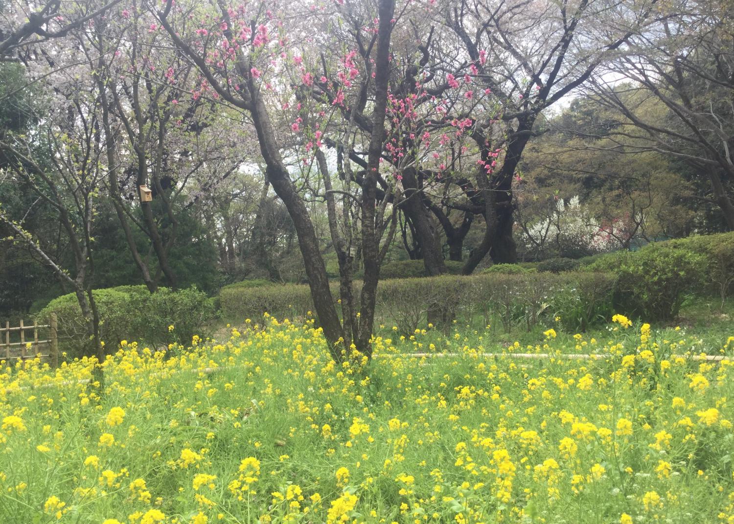 菜の花がいっぱい