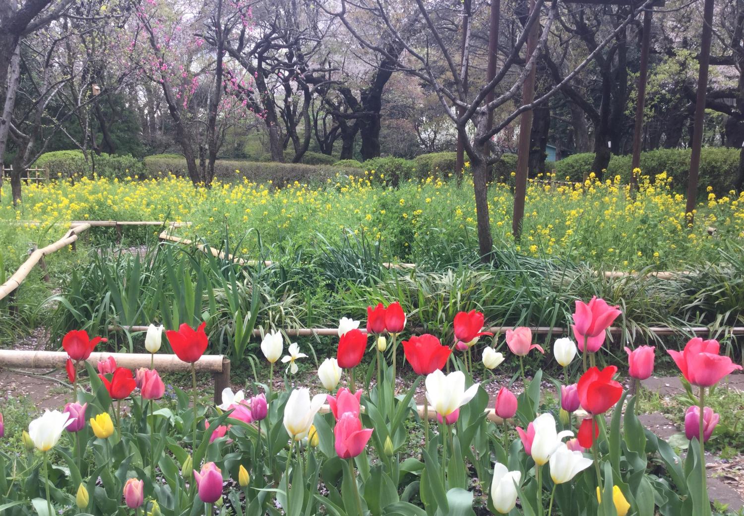 チューリップと菜の花 1