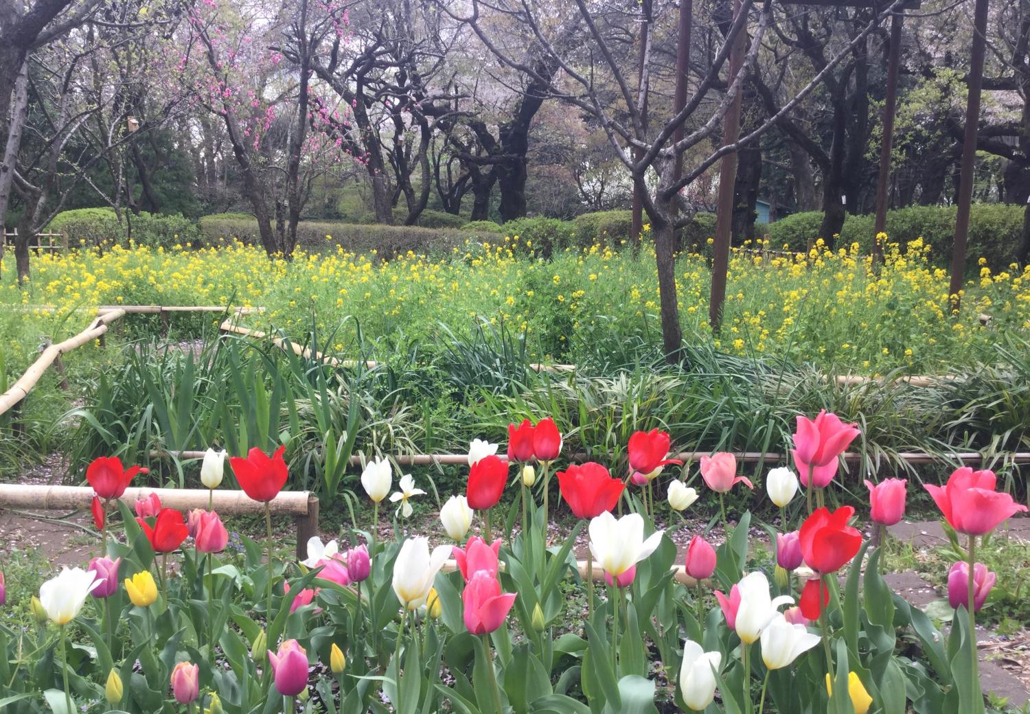 チューリップと菜の花