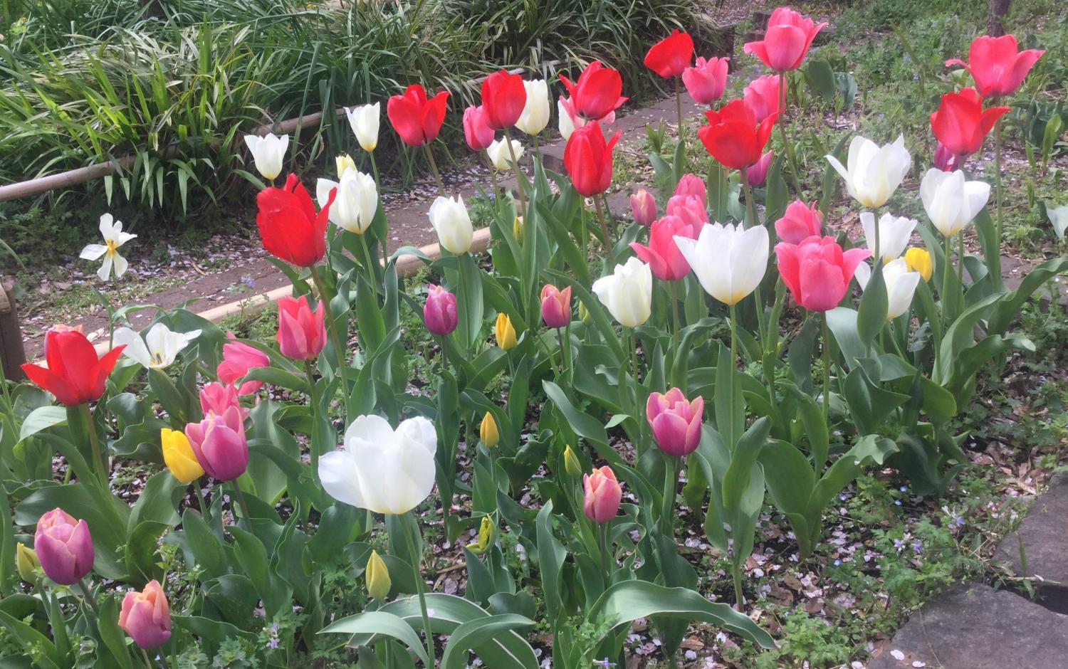 チューリップと菜の花 2
