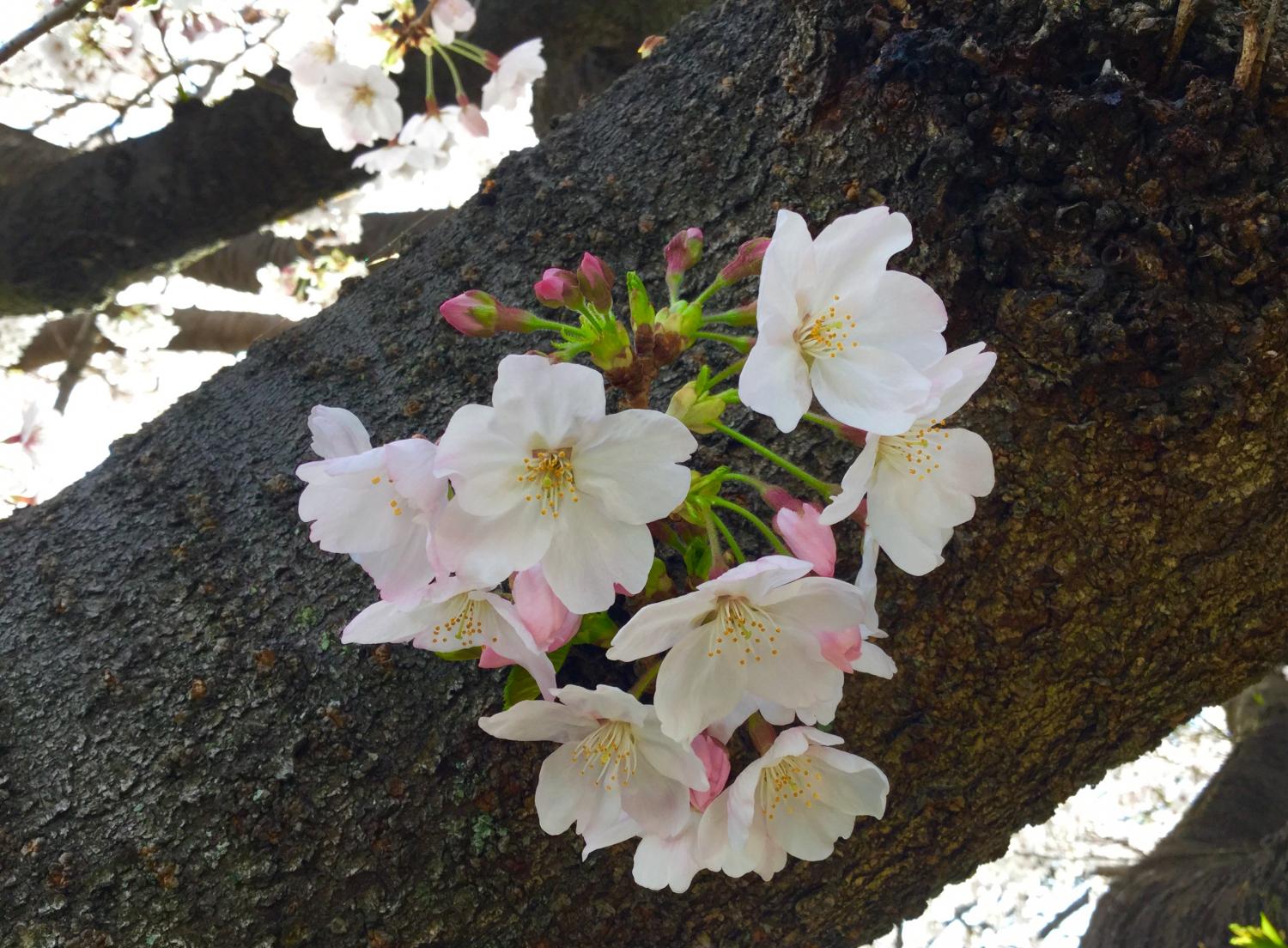 ボート池のさくら 1
