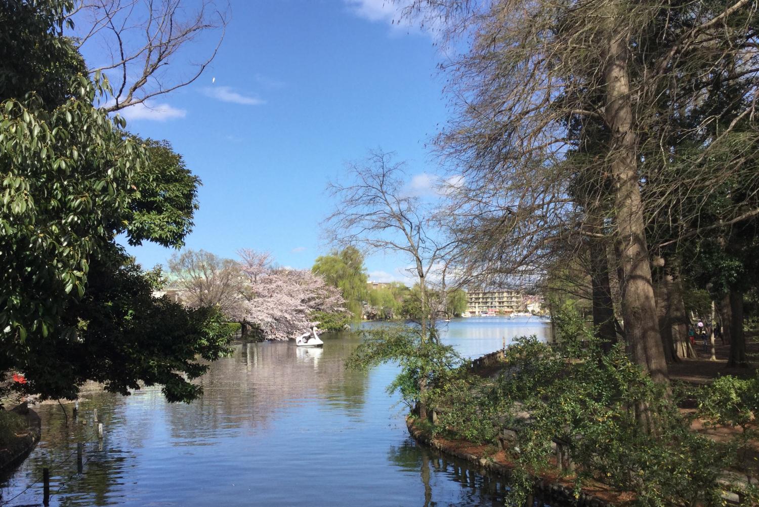 石神井公園 大好き 2