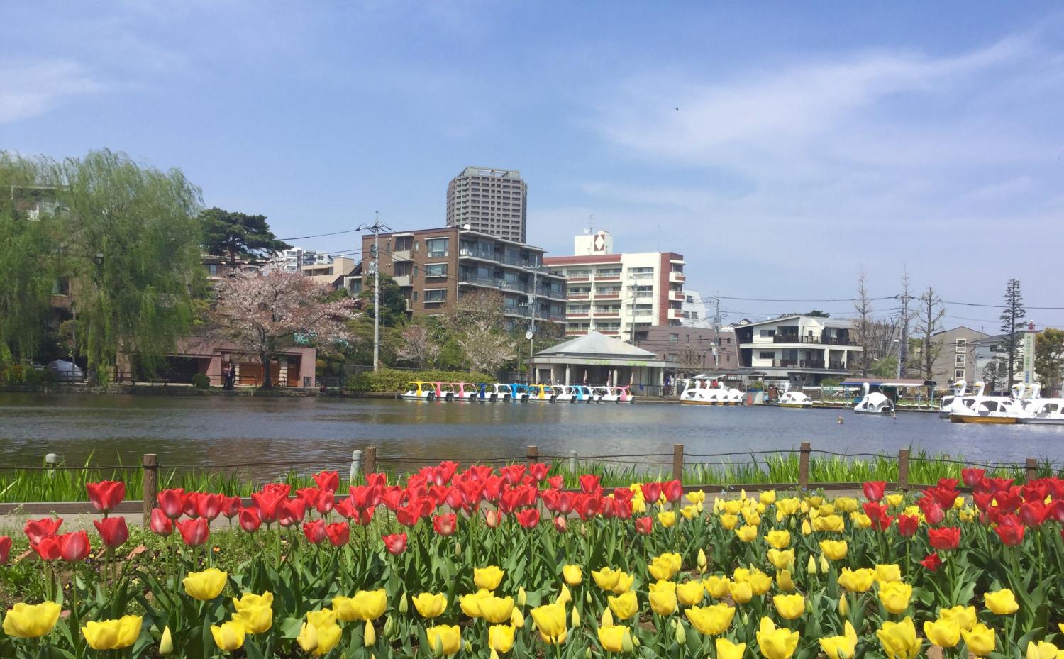 石神井公園 大好き