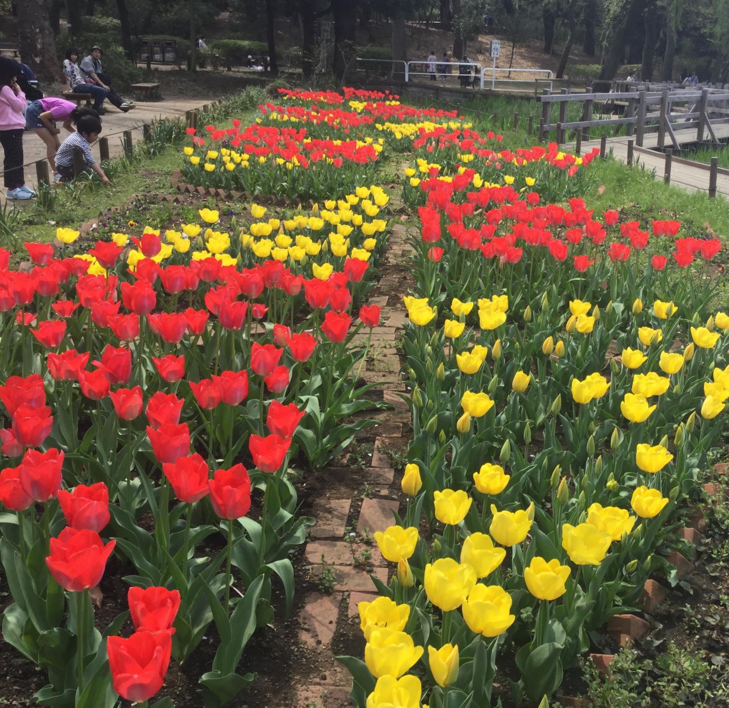 石神井公園 大好き