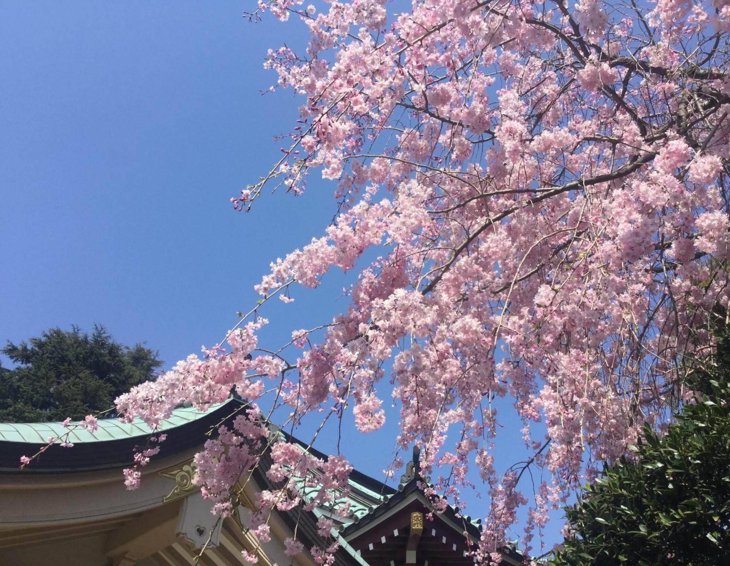 枝垂れ桜が満開 1
