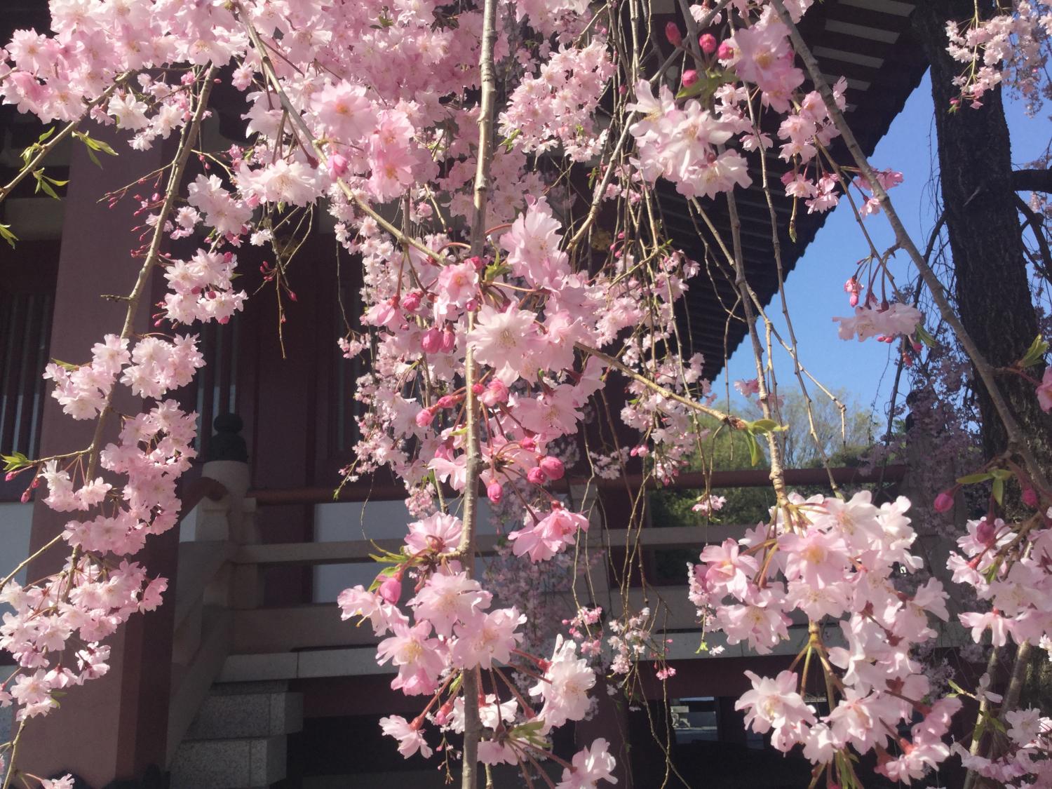 枝垂れ桜が満開 2