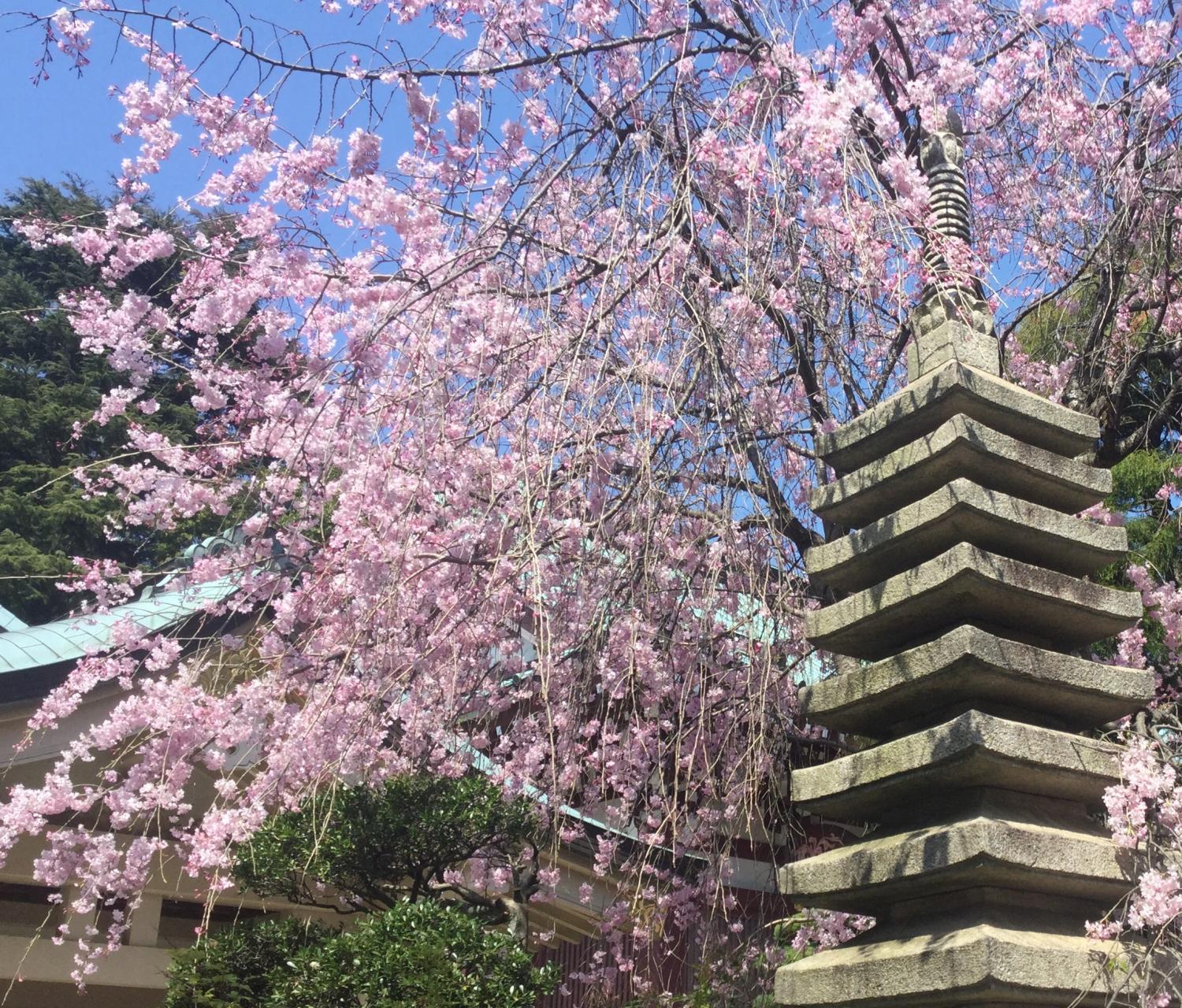 枝垂れ桜が満開 3