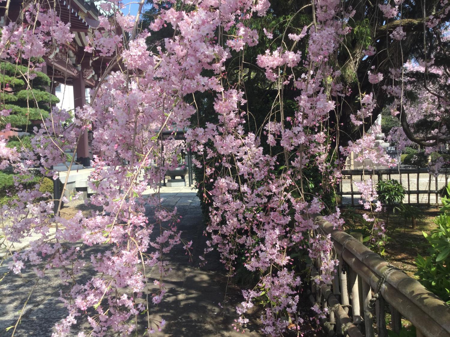 枝垂れ桜が満開 4