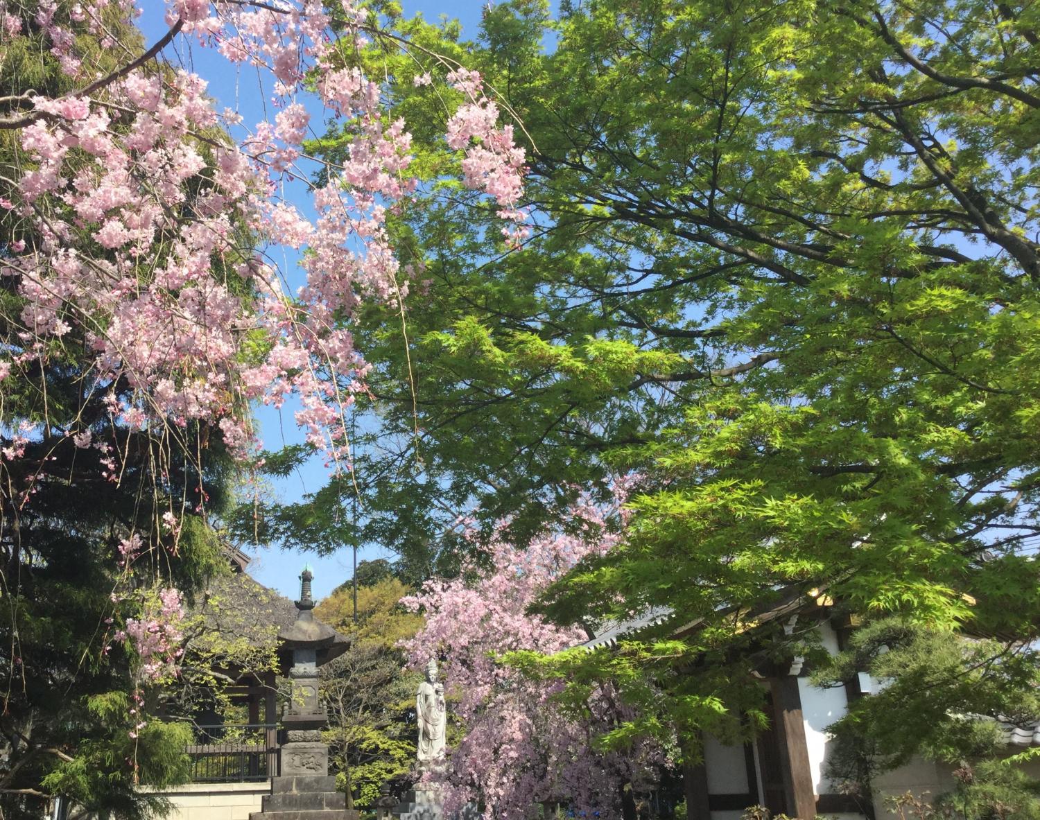 もみじの新緑と枝垂れ桜