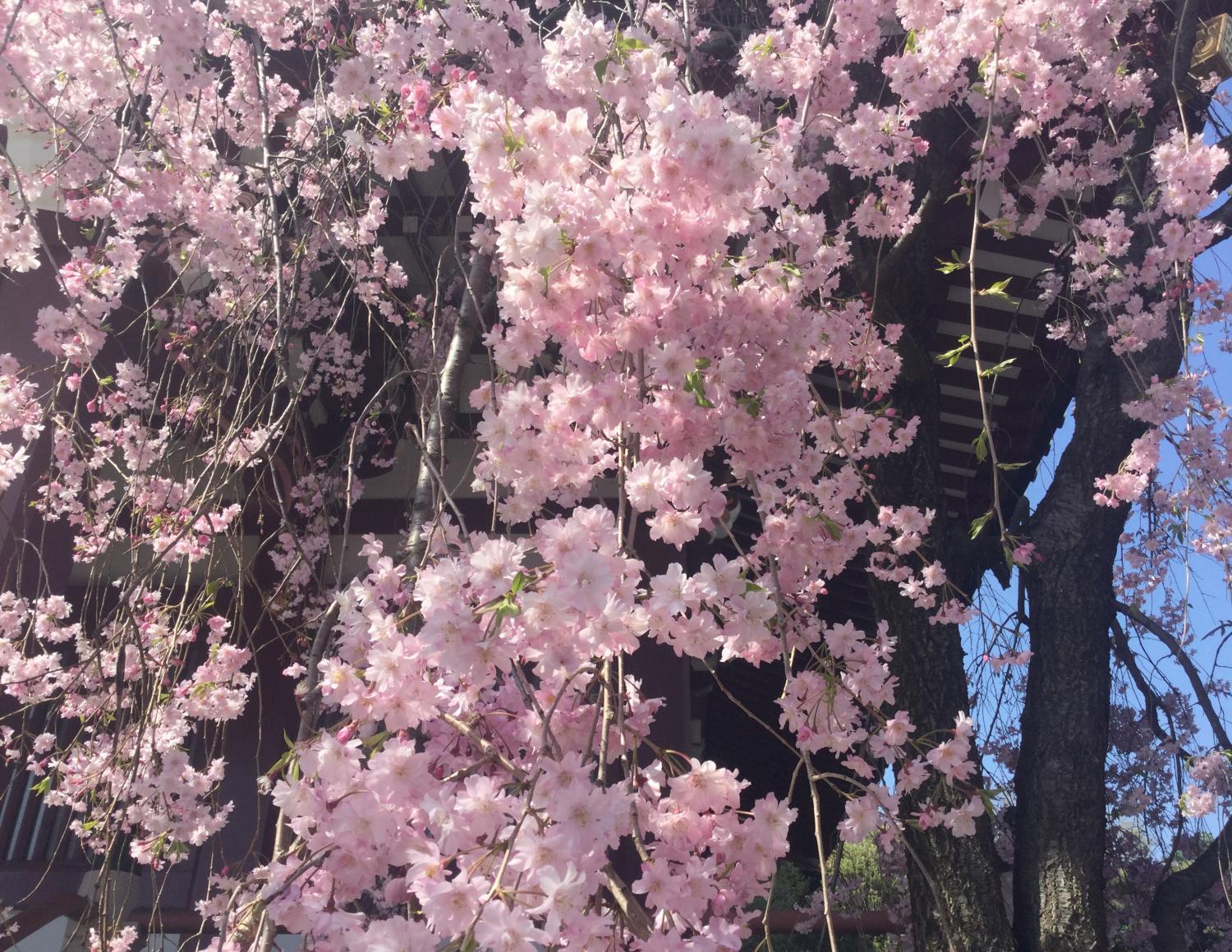 もみじの新緑と枝垂れ桜 画像
