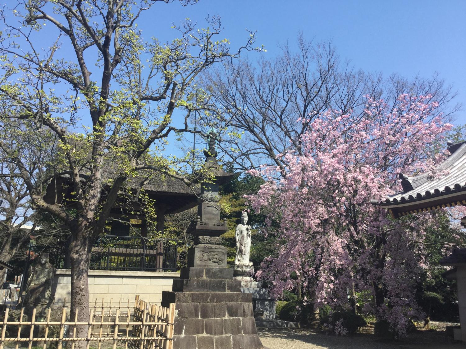もみじの新緑と枝垂れ桜 3