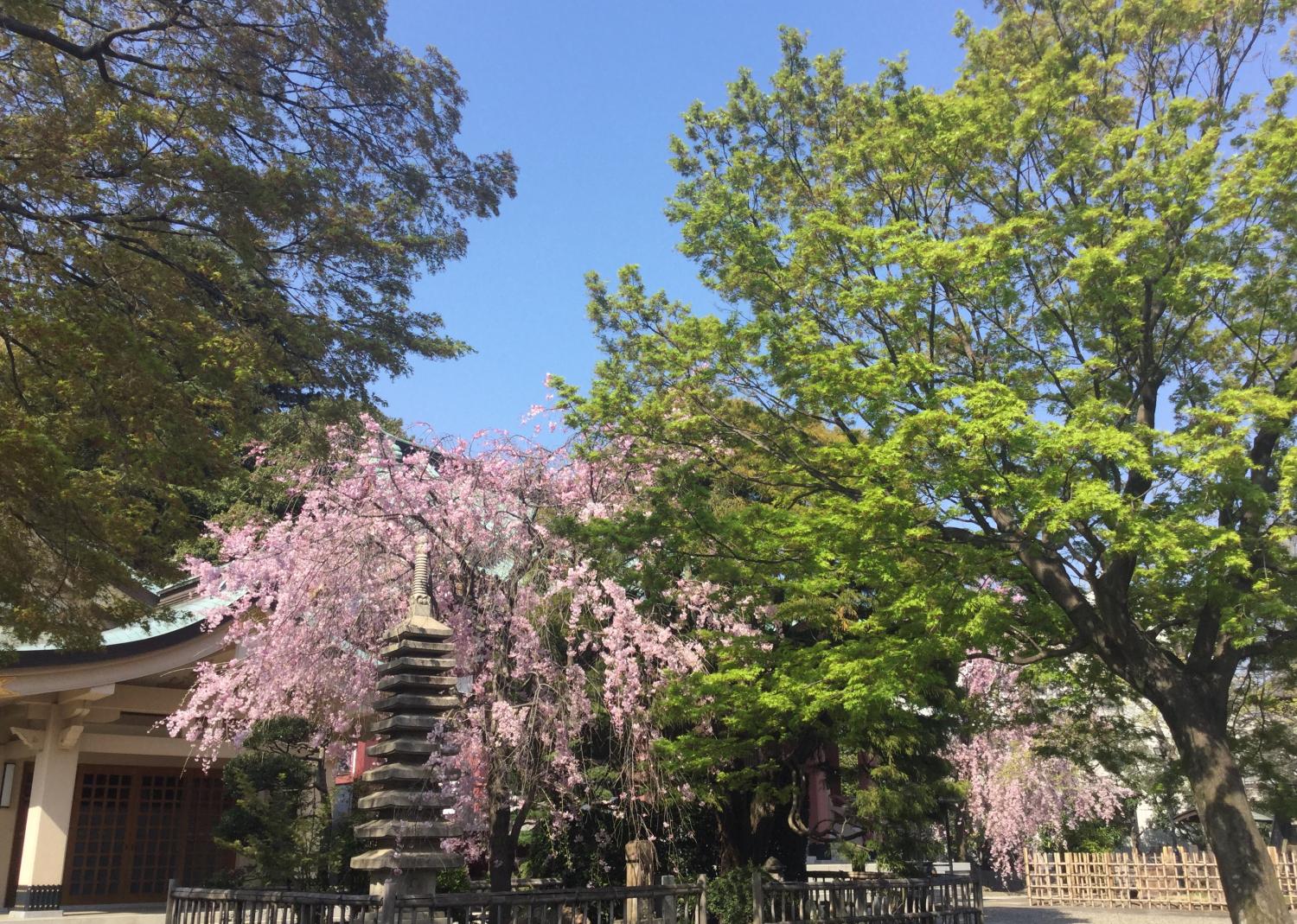 もみじの新緑と枝垂れ桜 画像