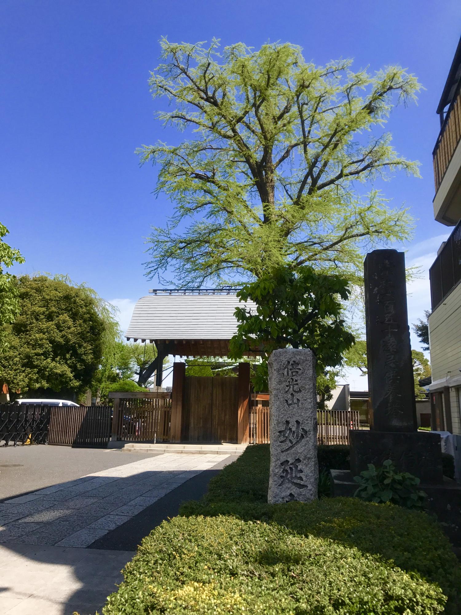 樹齢400年 1
