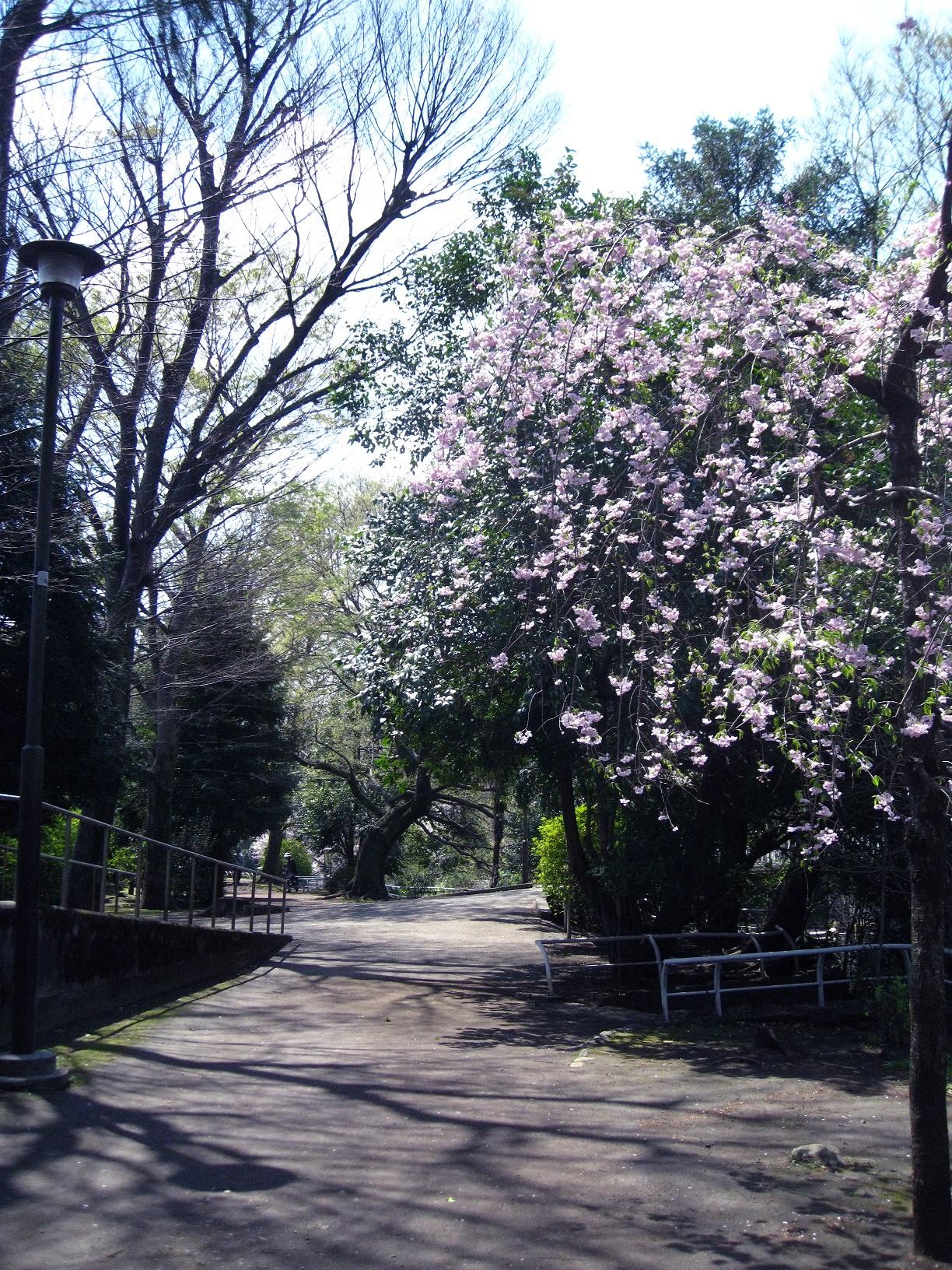 春の関公園をお散歩～♪ 1