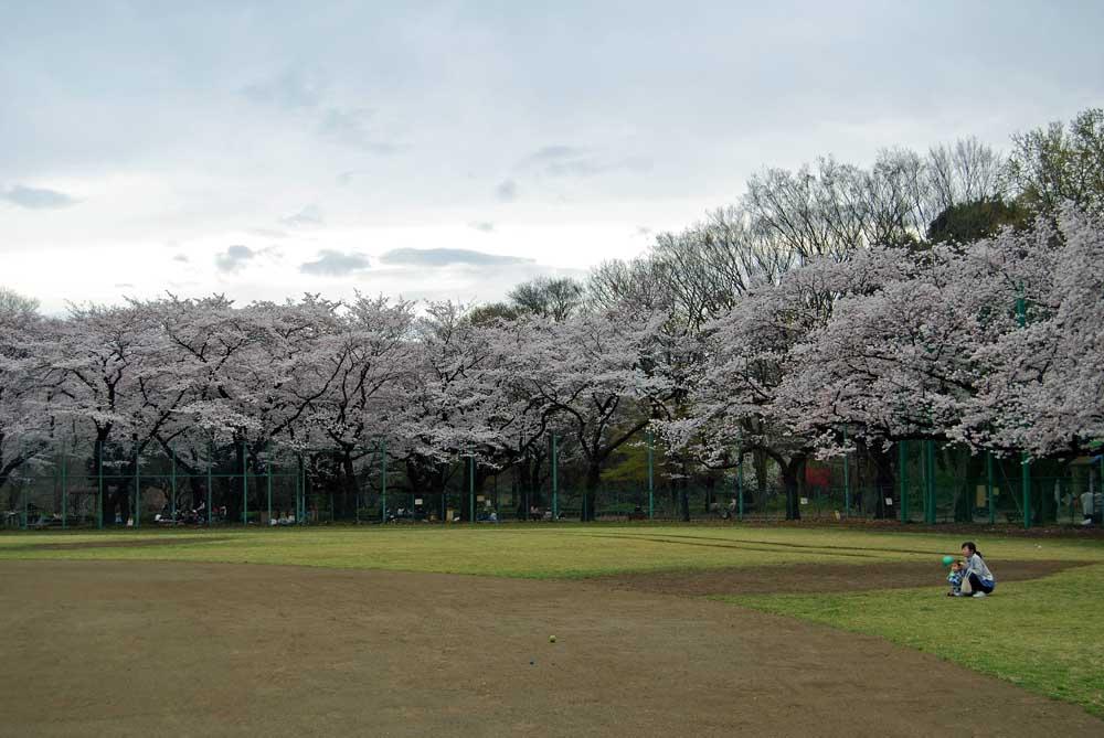 石神井公園グランドAのさくらです。