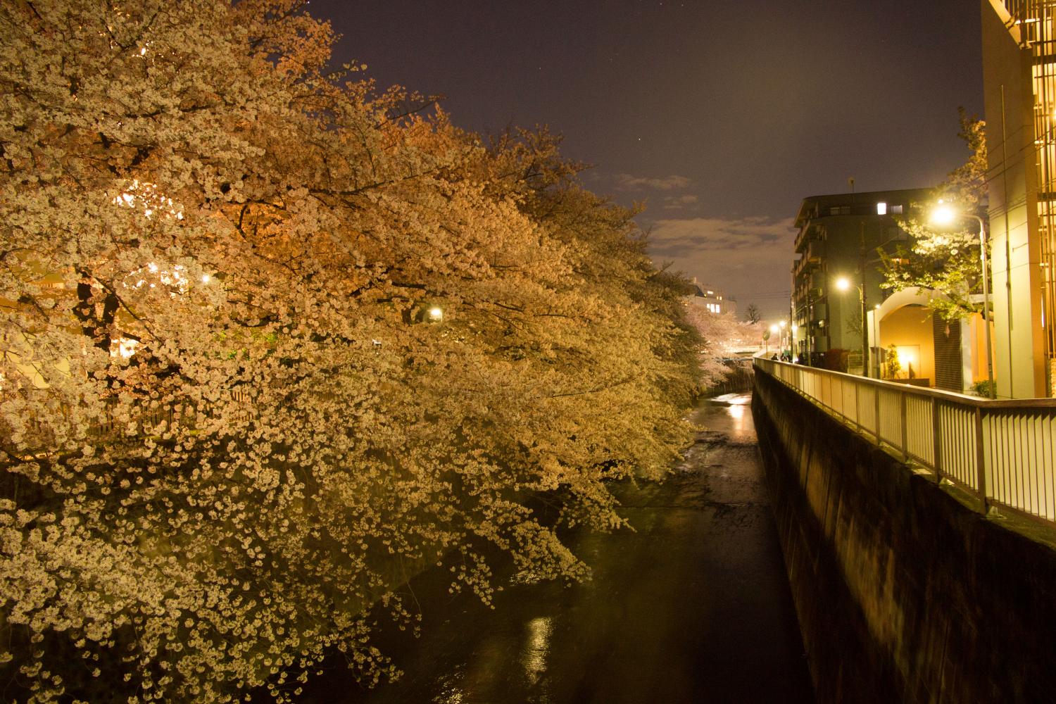 石神井川の夜桜 画像