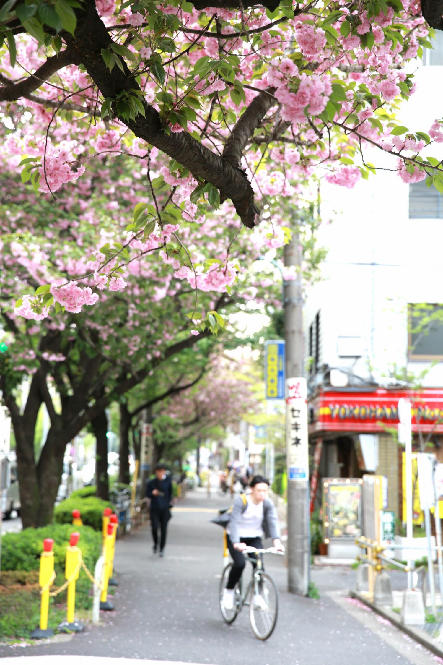 千川通り沿いの八重桜
