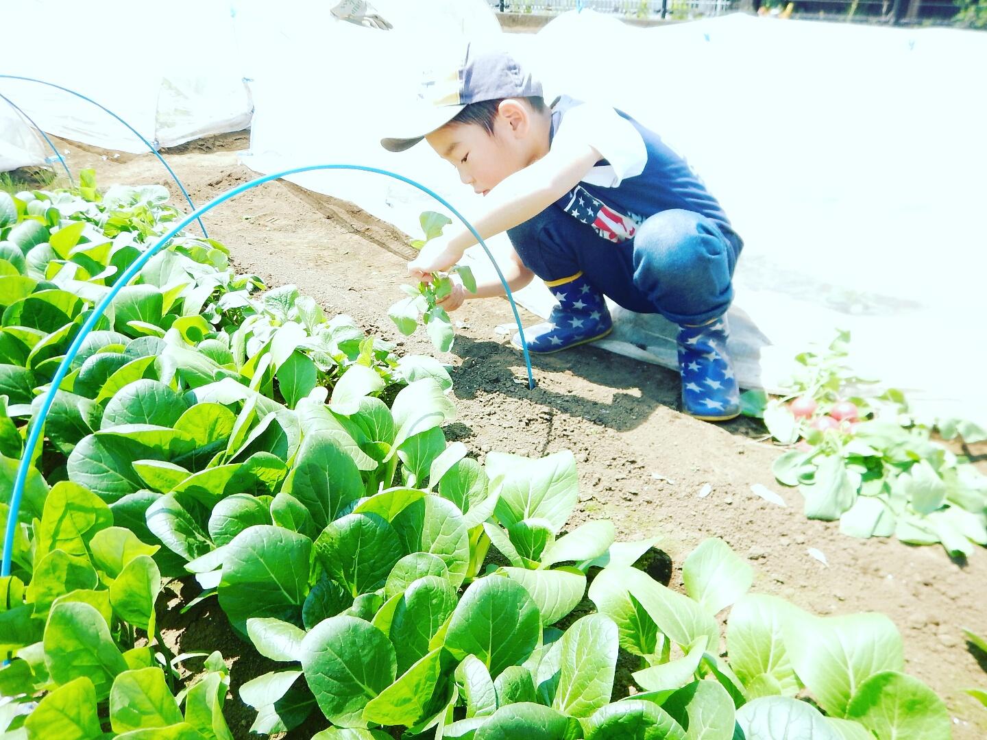 初夏の収穫 始まる