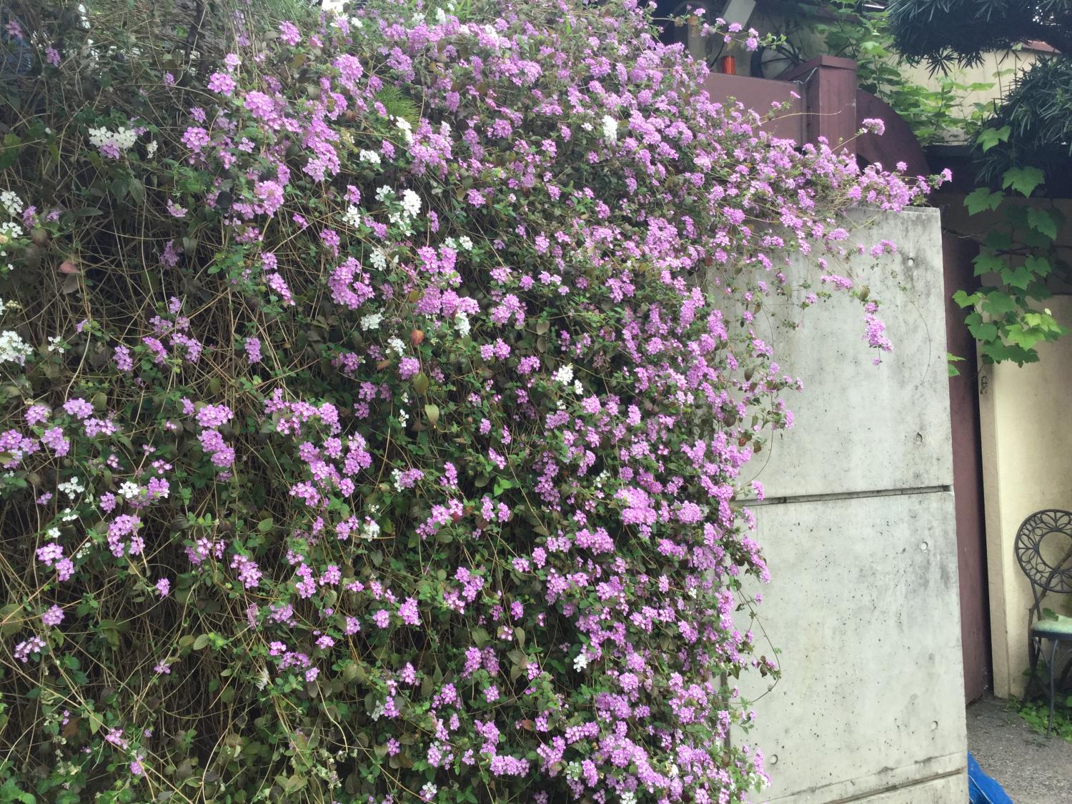 素敵な小花ランタナ 1