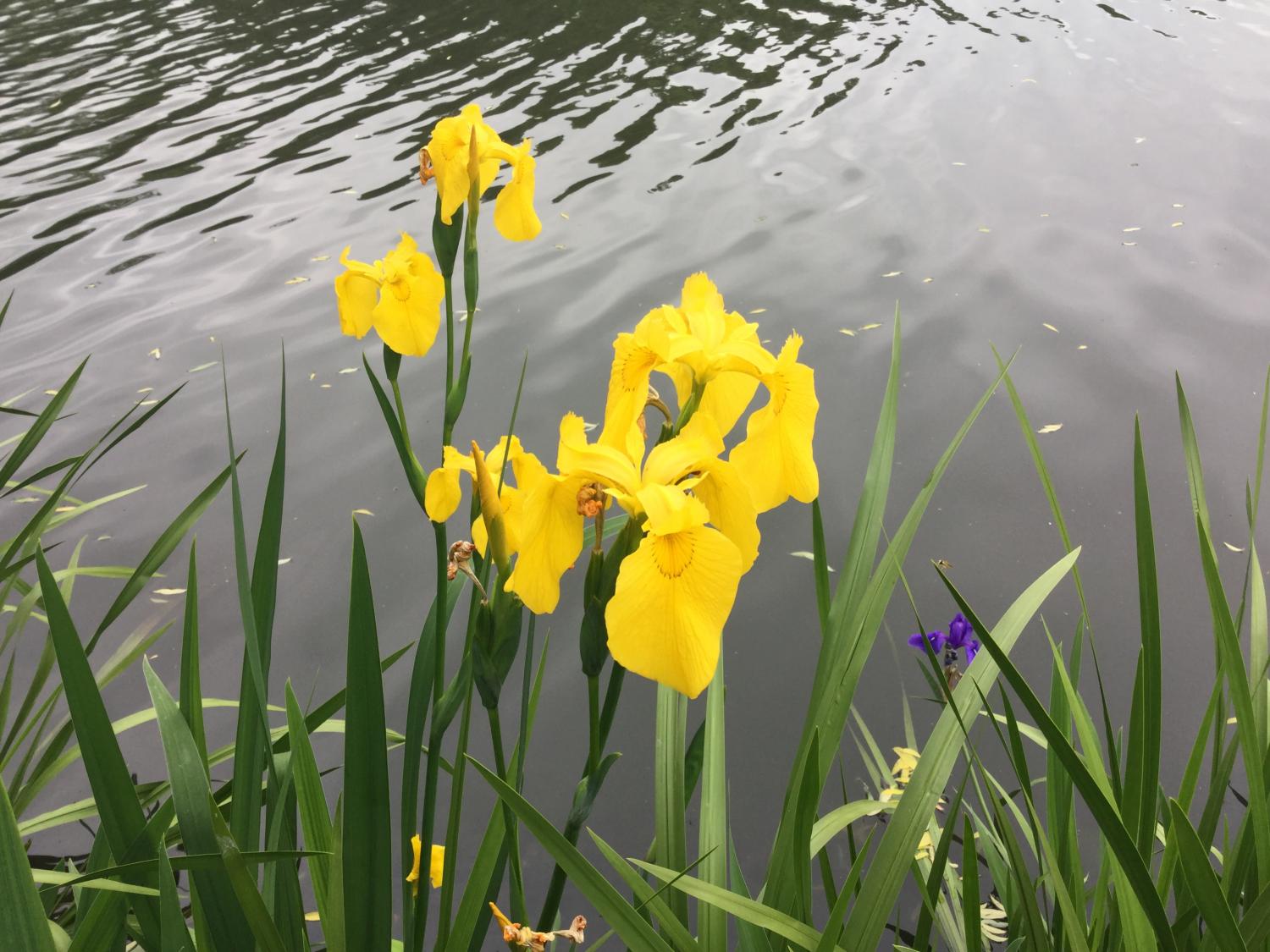 石神井公園 大好き