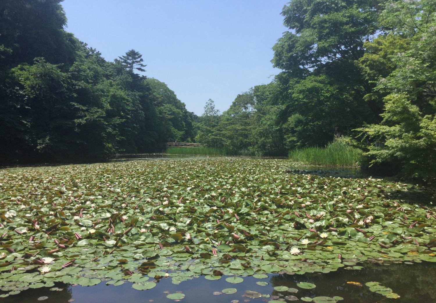 三宝寺池のスイレン