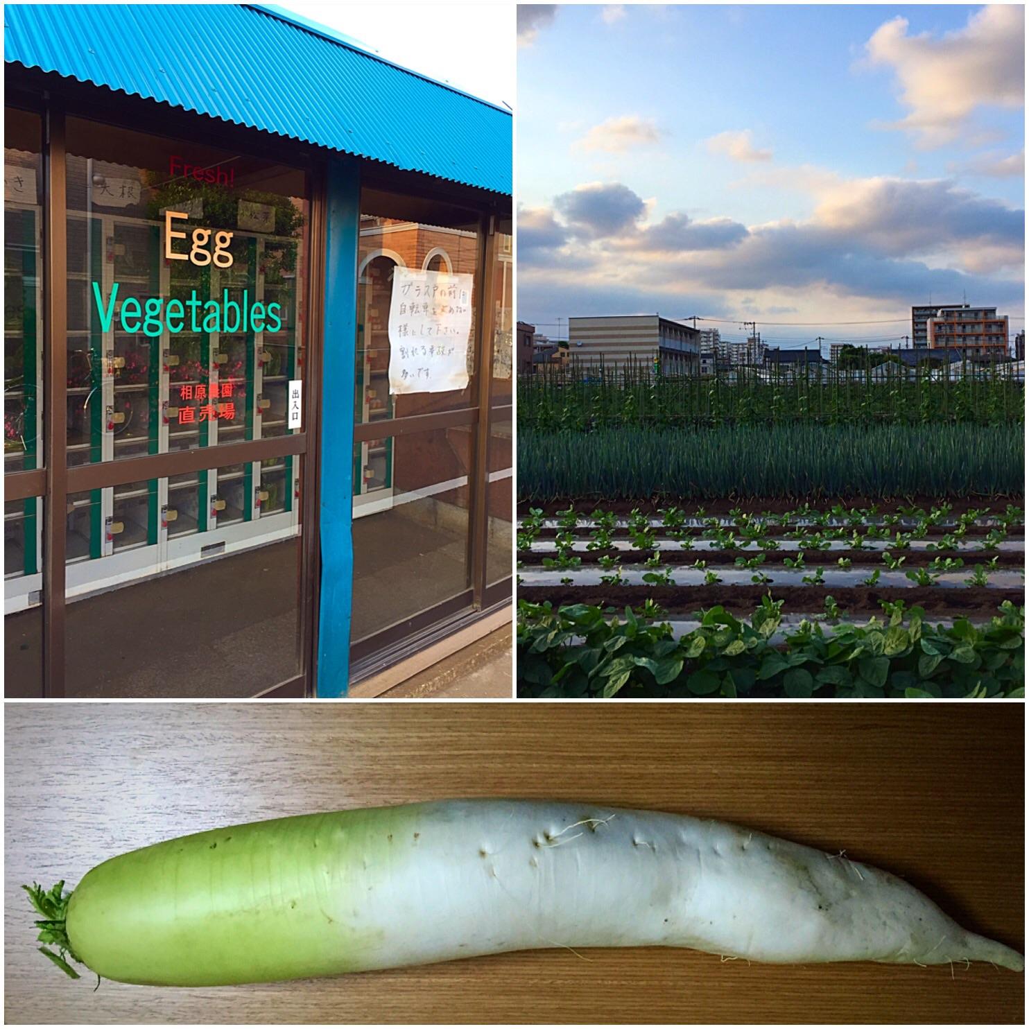 相原農園の野菜直売所で大根をゲット！ 1