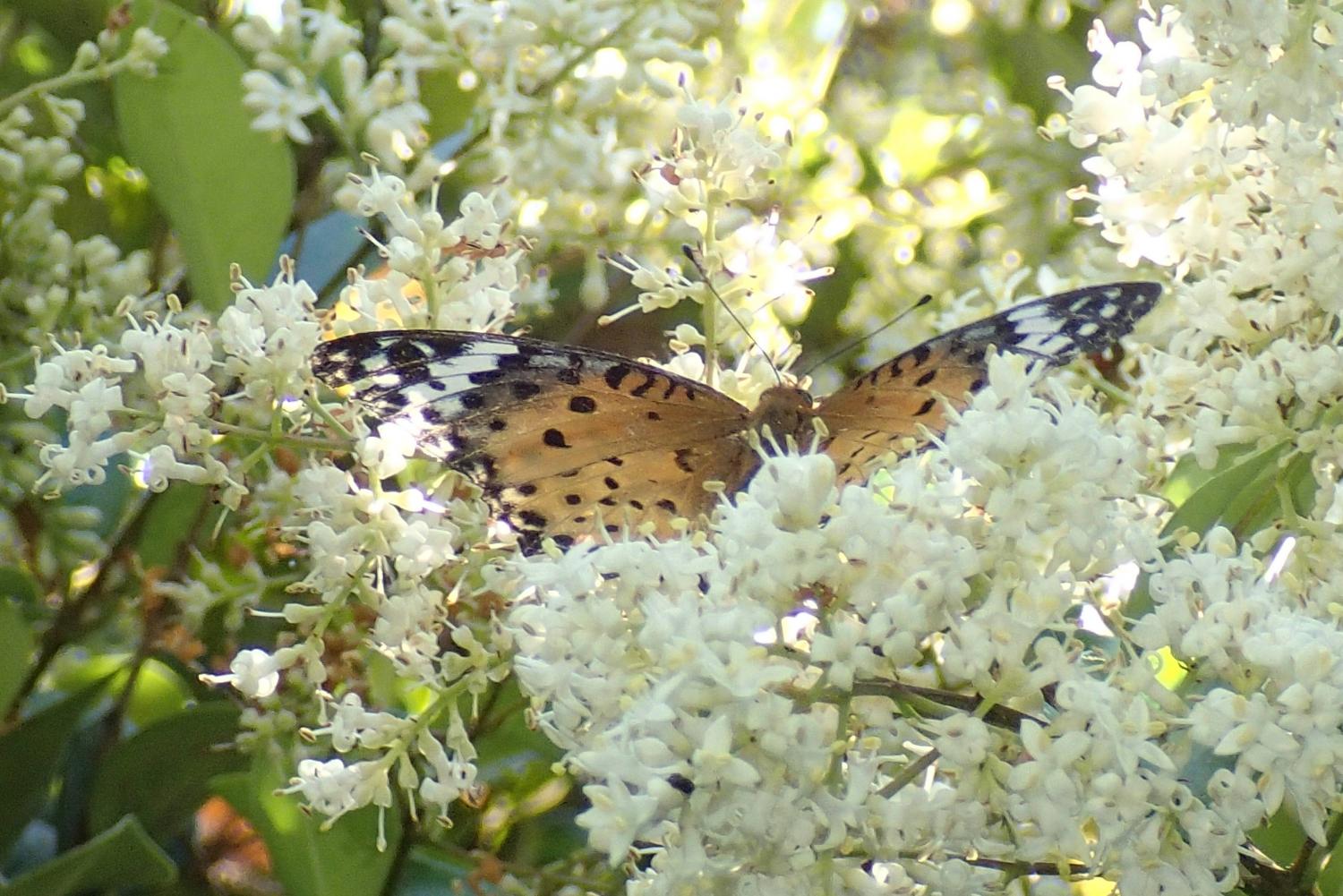 ネズミモチの花で遊ぶツバクロヒョウモン