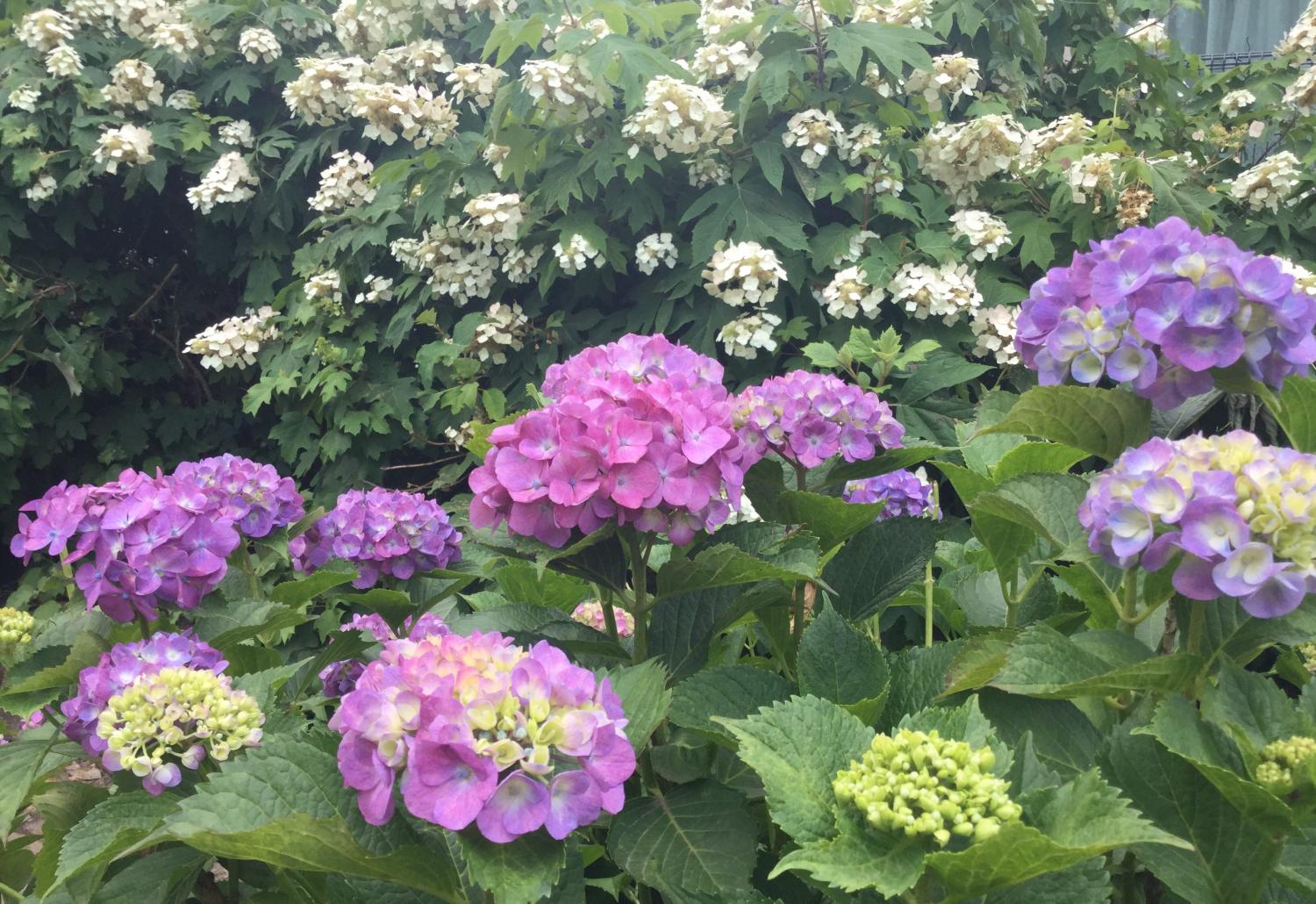 向三谷公園の紫陽花