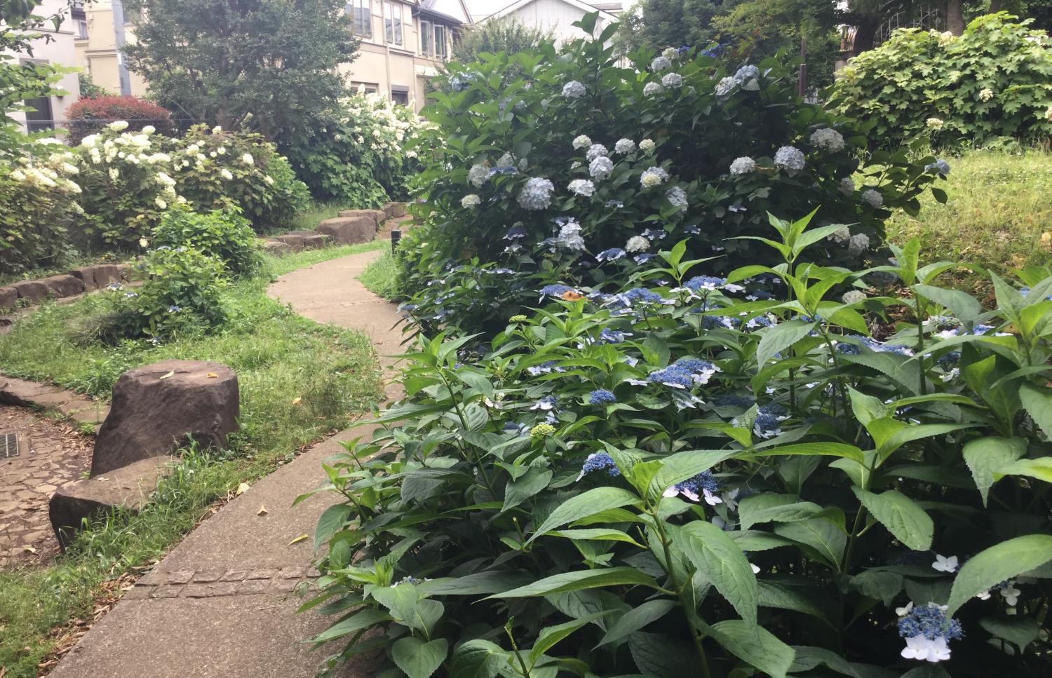 向三谷公園の紫陽花 2