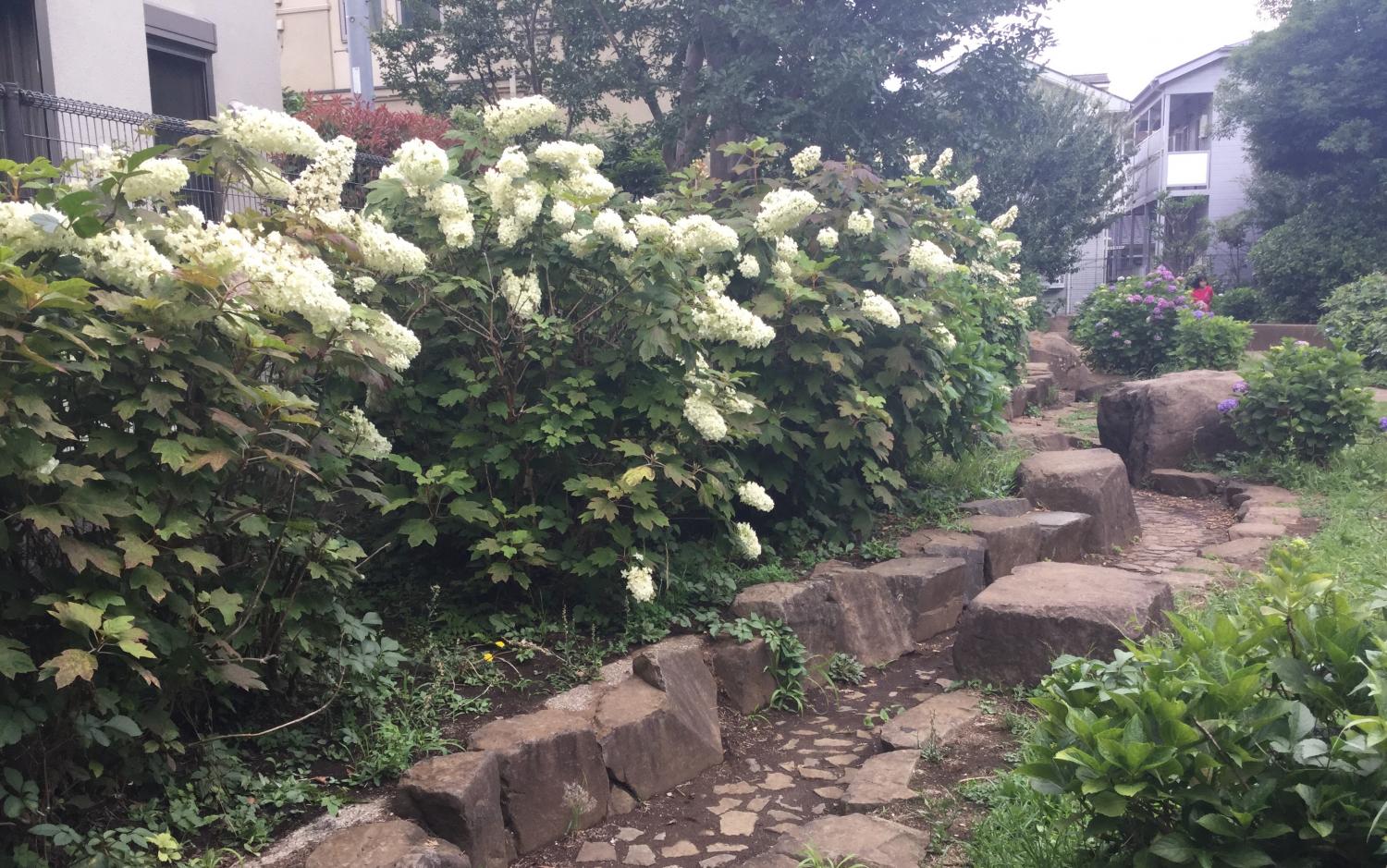 向三谷公園の紫陽花 3