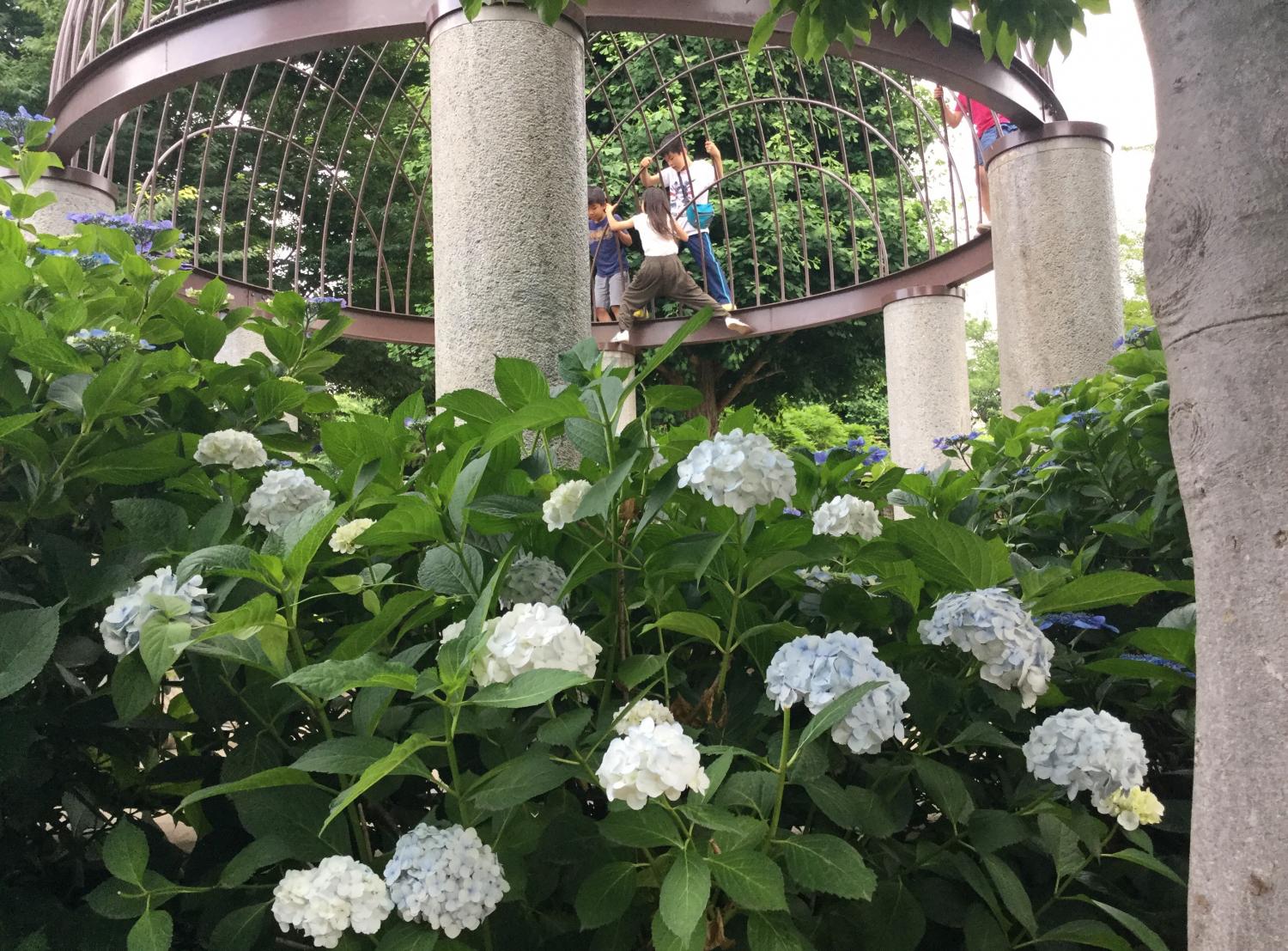 あじさいと元気な子供たち 2