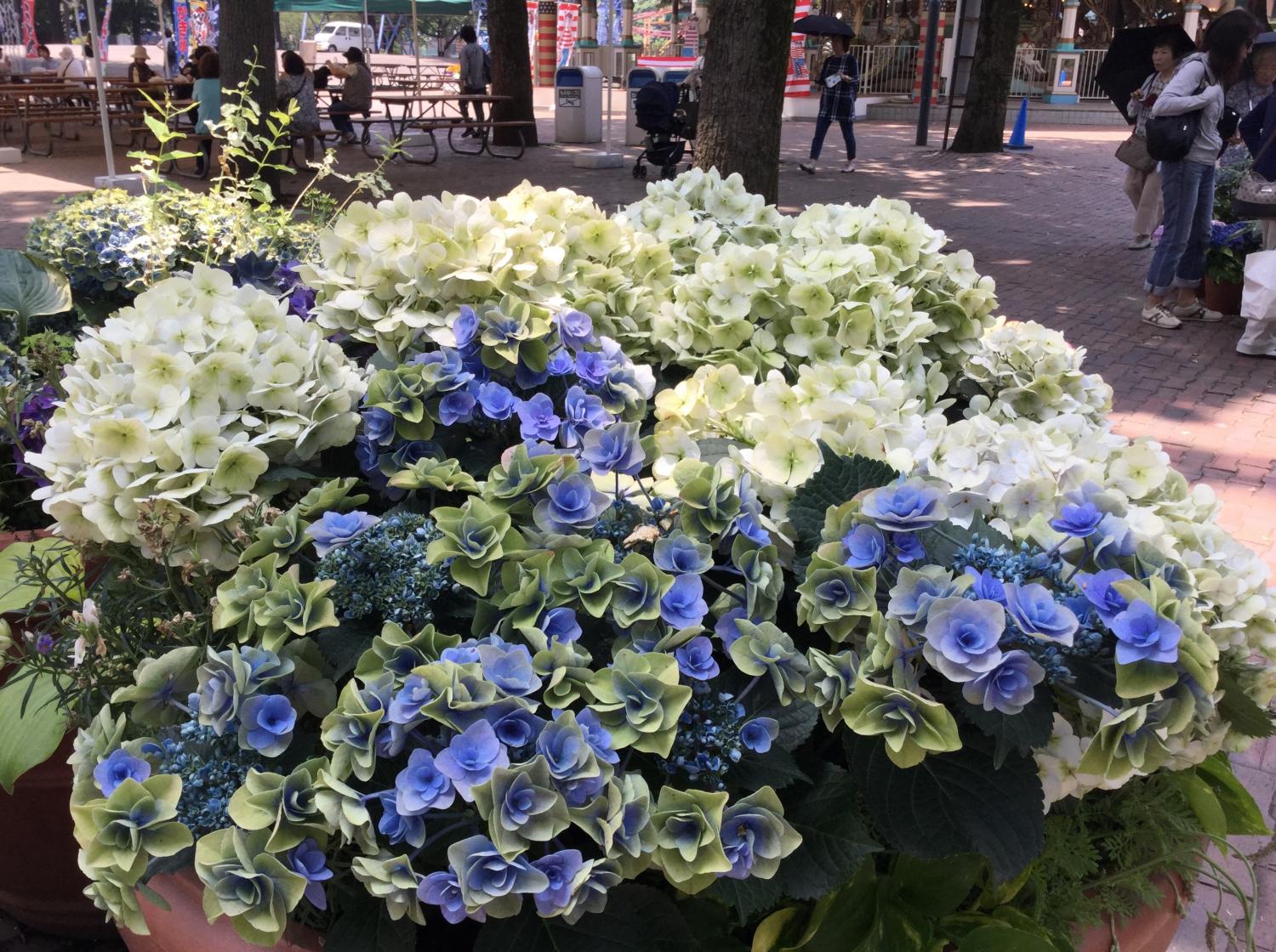 寄せ植えあじさいがお見事 とっておきの練馬 写真館 とっておきの練馬 寄せ植えあじさいがお見事 とっておきの練馬 写真館 とっておきの練馬