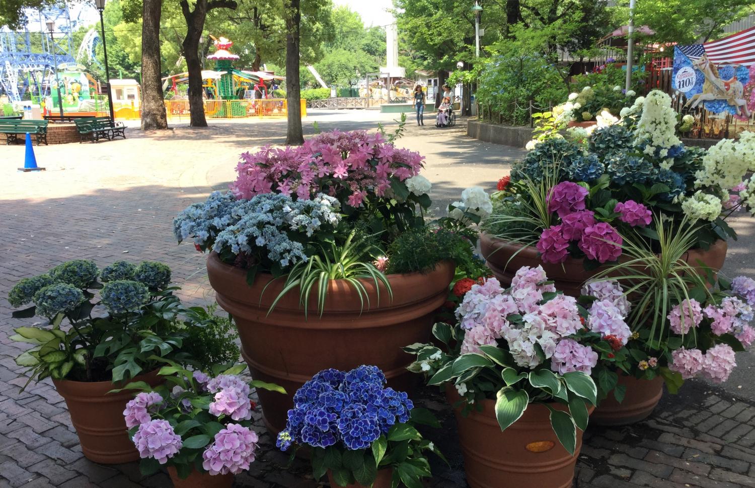 寄せ植えあじさいがお見事 とっておきの練馬 写真館 とっておきの練馬