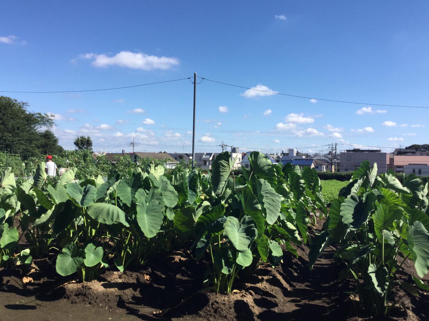 区内の田園風景