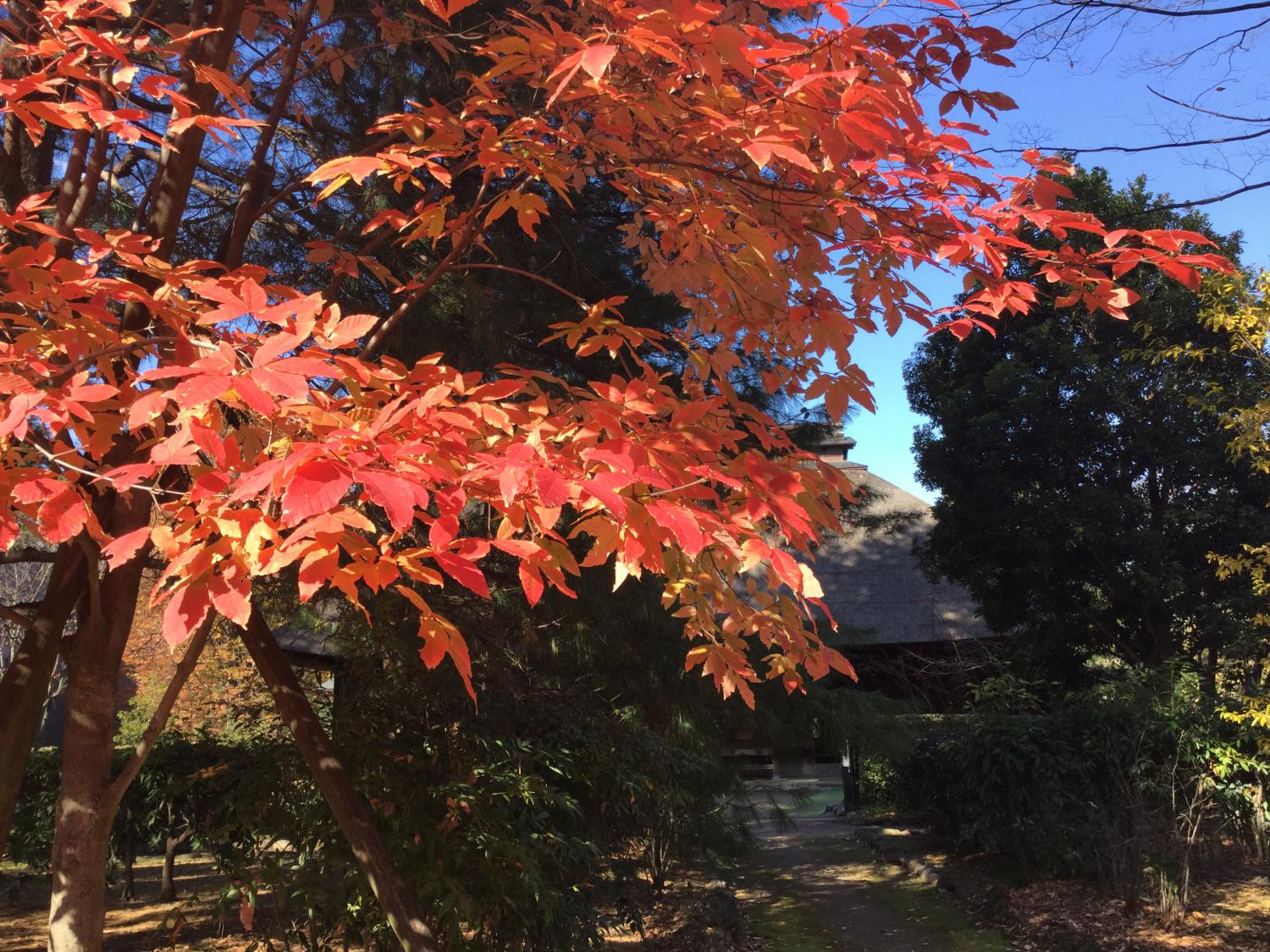 紅葉と旧内田家住宅