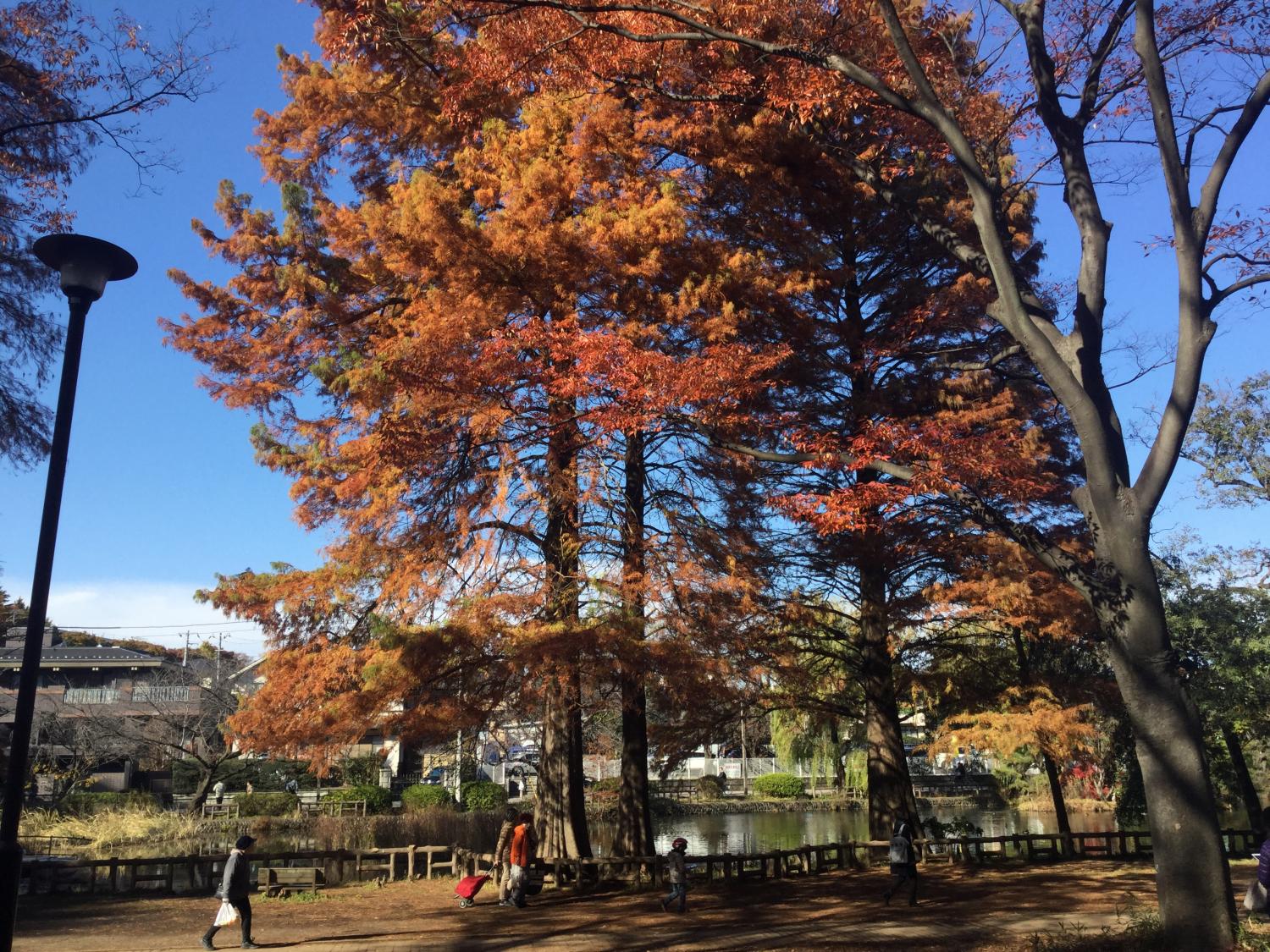 石神井公園  大好き