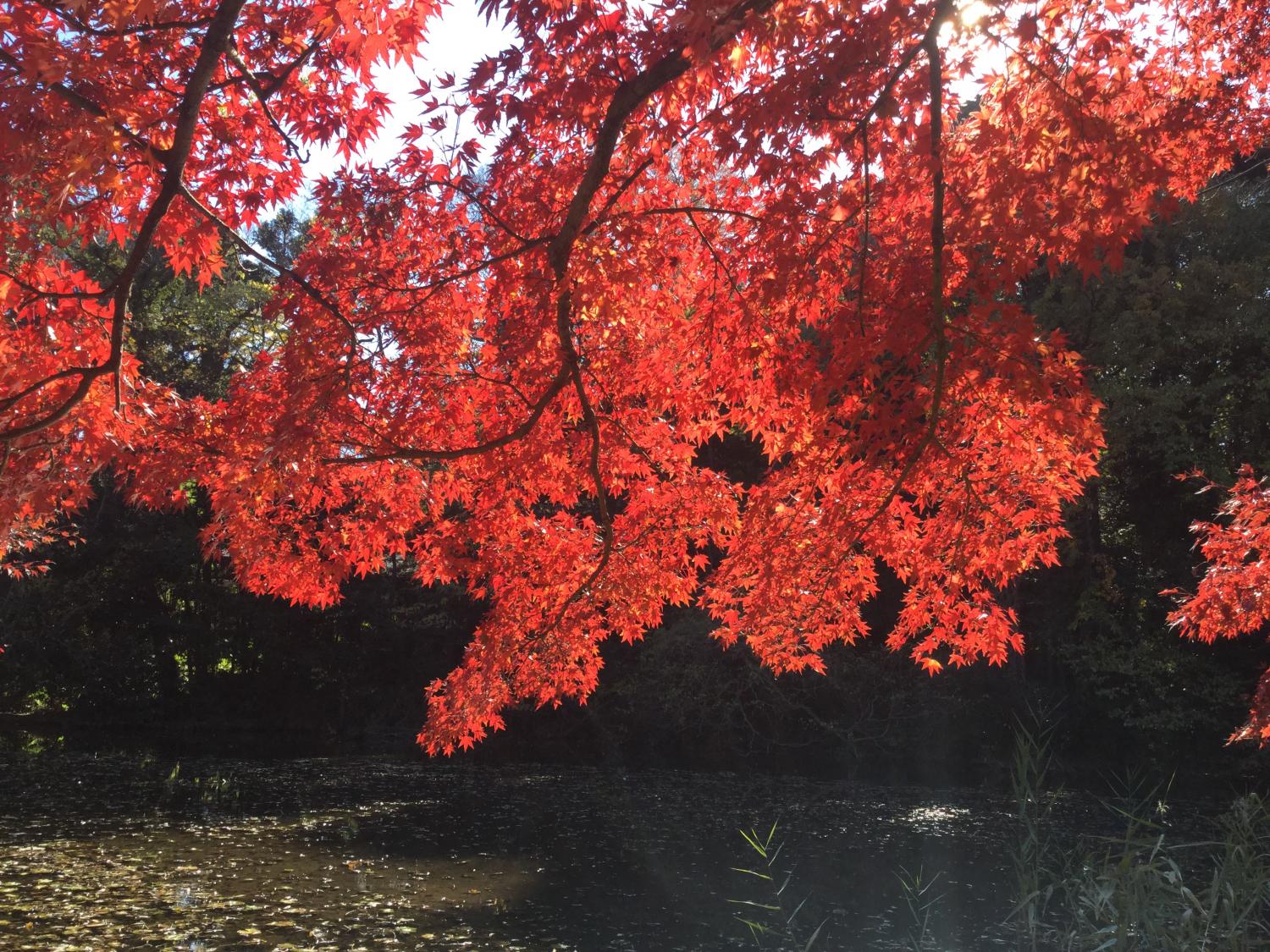 石神井公園  大好き