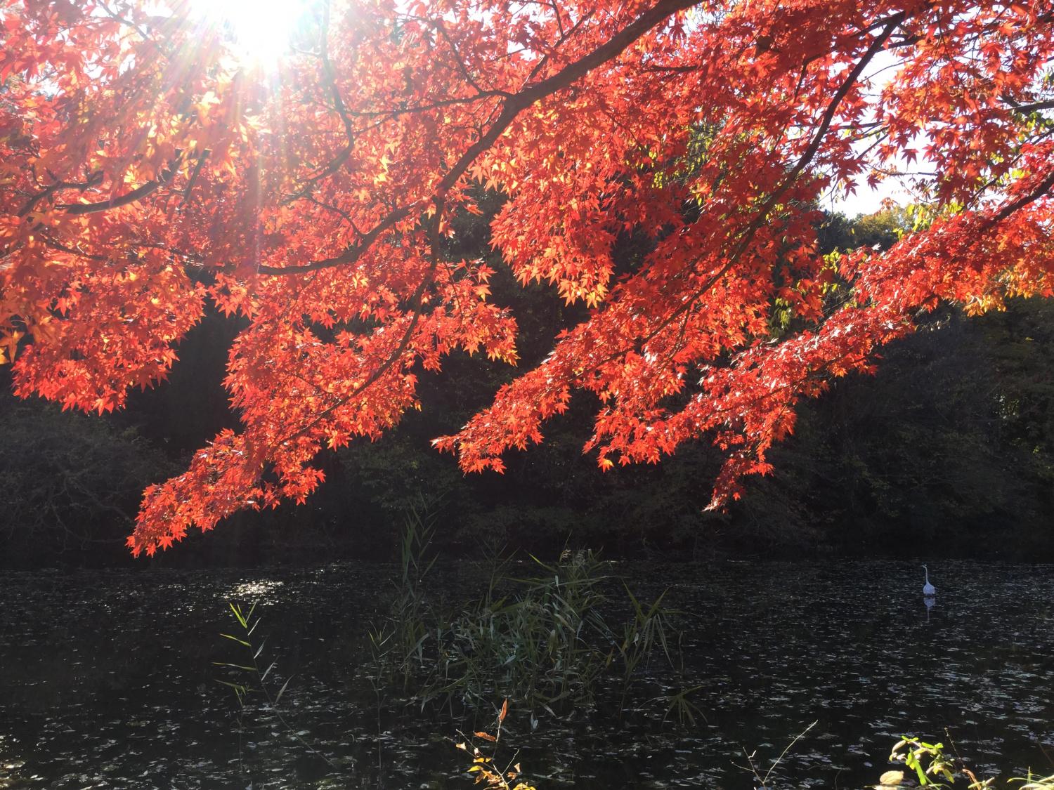 石神井公園  大好き 2