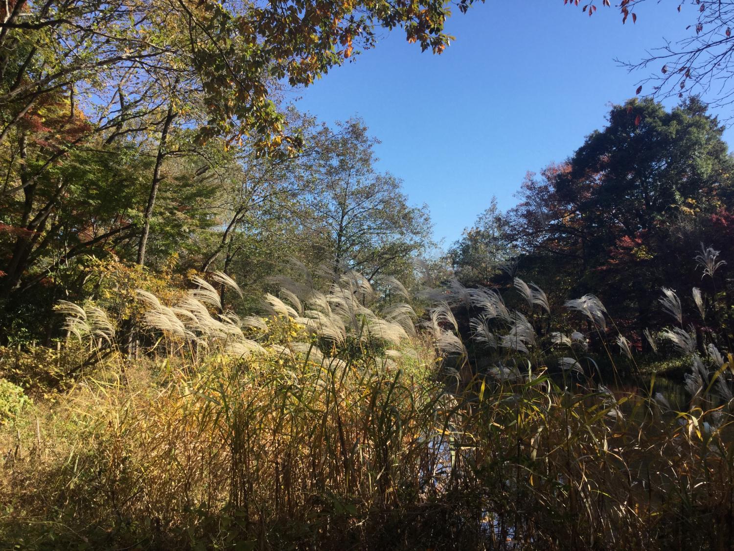 石神井公園  大好き 3