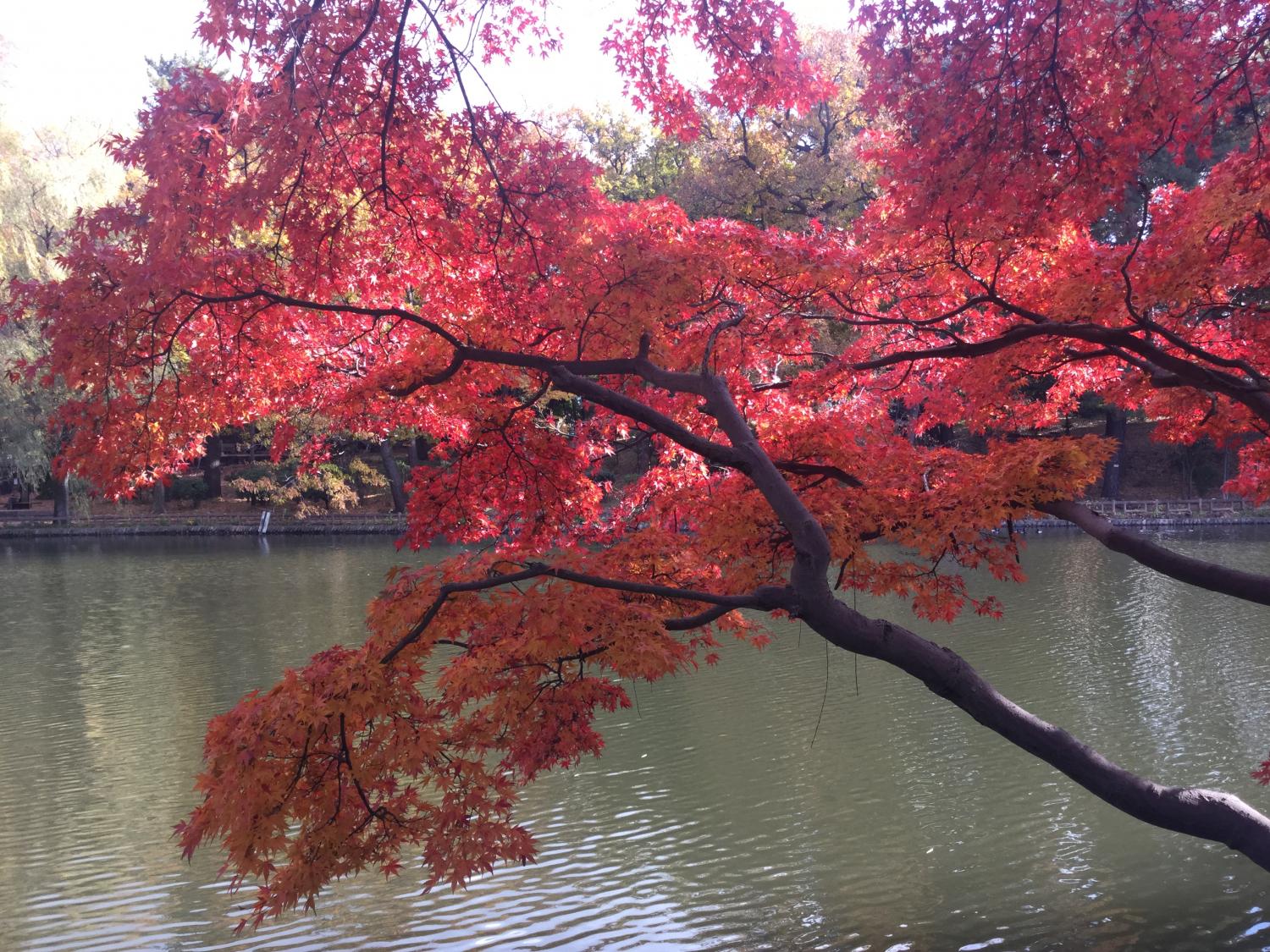 石神井公園  大好き 2