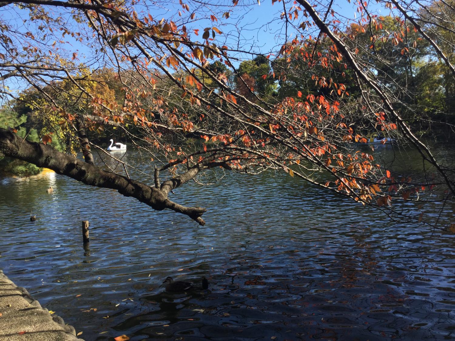 石神井公園  大好き 3