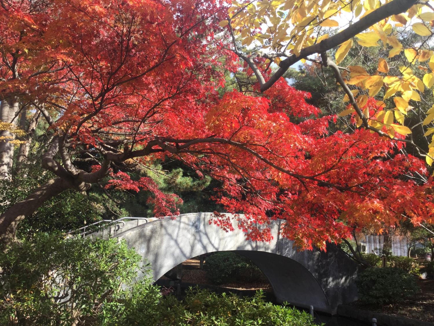 ボート池のもみじ とっておきの練馬 写真館 とっておきの練馬