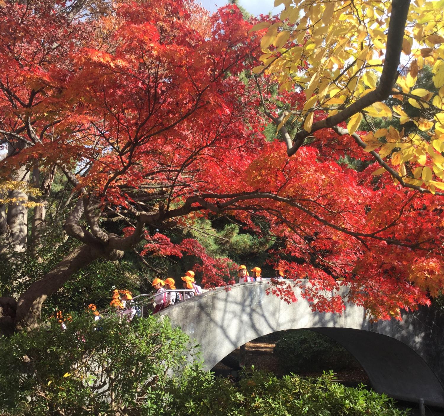 園児たちのもみじ狩り 1